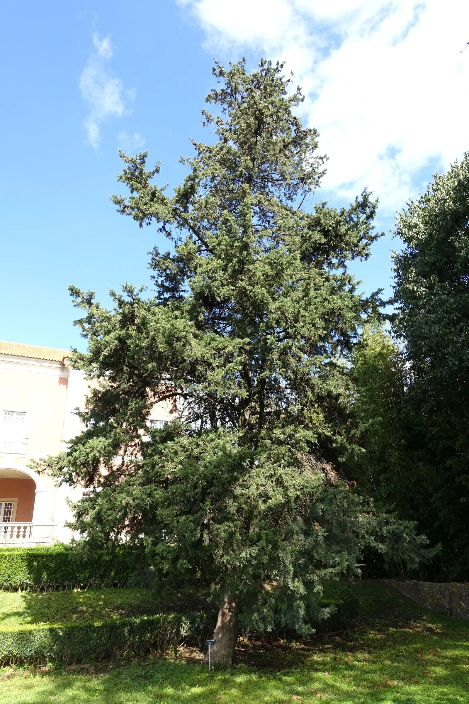Italian Cypress (Cupressus Sempervirens 'Stricta') — Its narrow columnar form can reach impressive heights of up to 40 feet