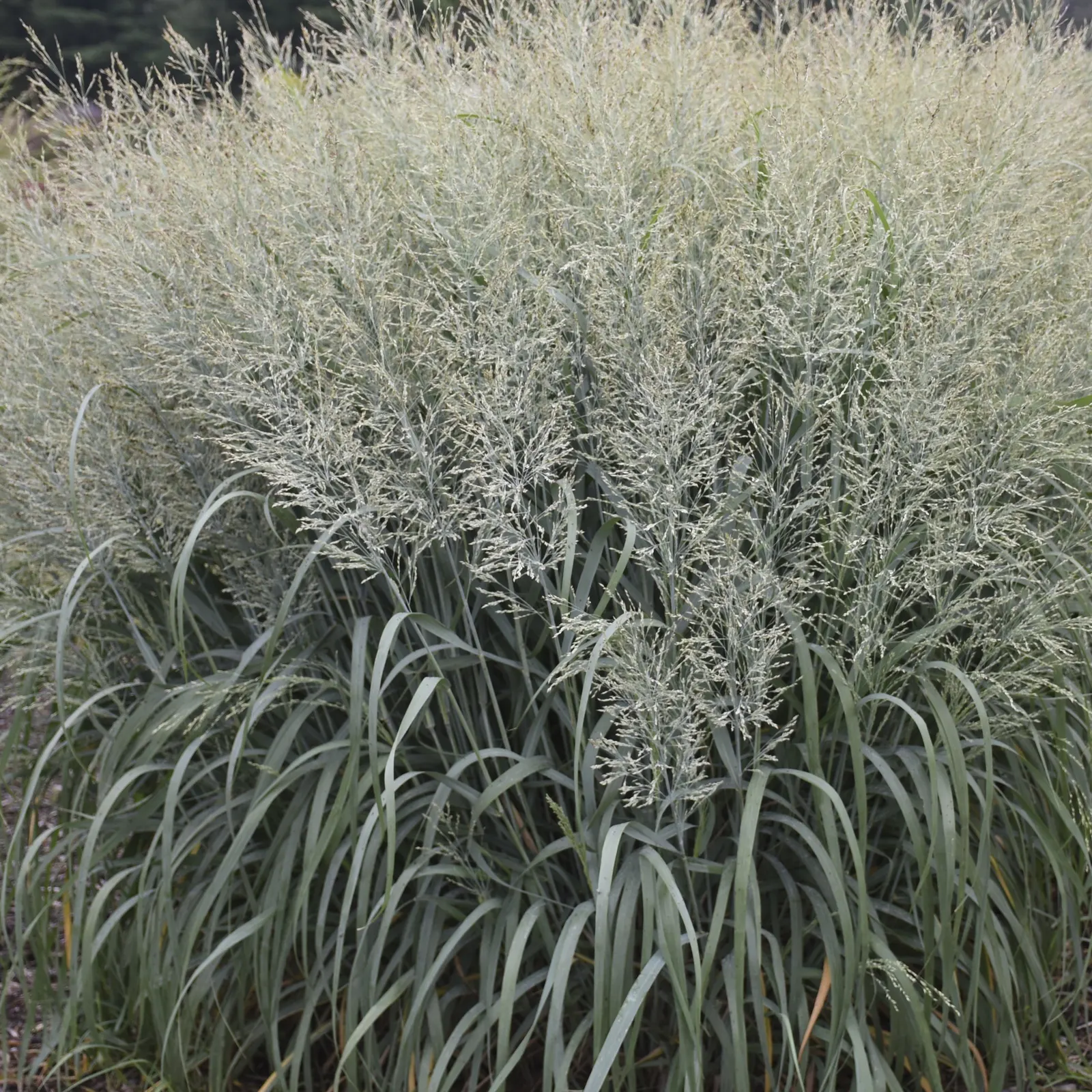 'Niagara Falls' Switch Grass (Panicum virgatum) — It grows up to 48 inches tall and wide, forming a broad, graceful clump
