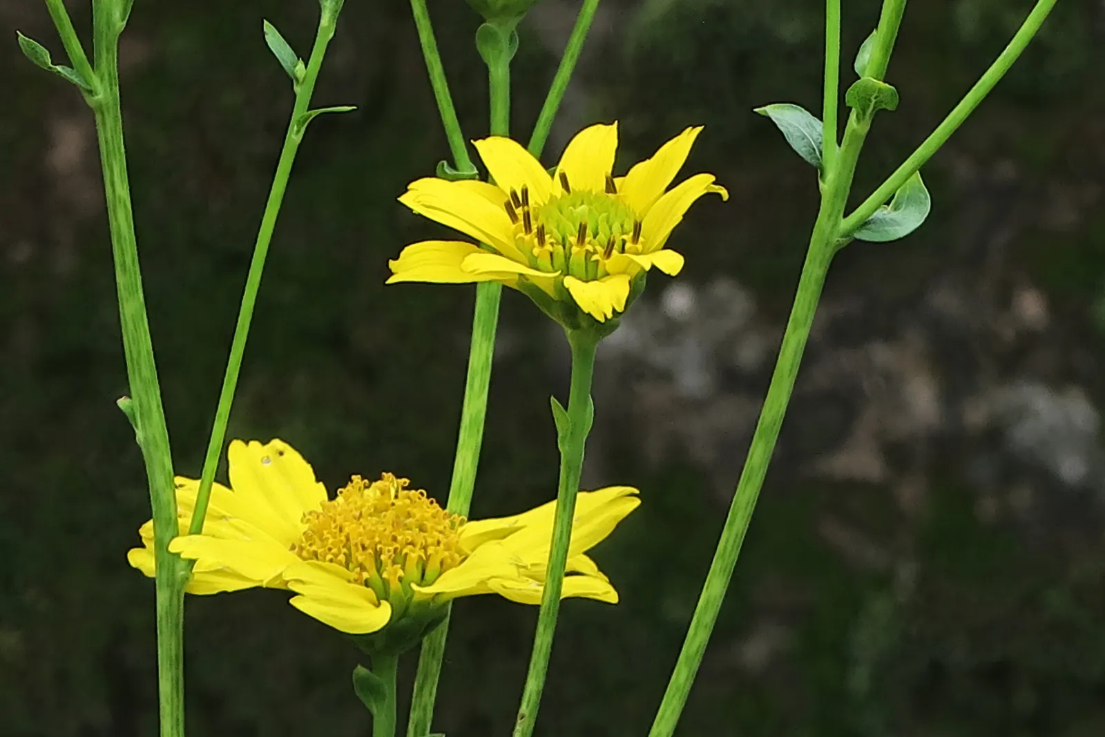 Bigleaf Crown Beard (Verbesina Dissita) — It boasts large, serrated leaves and clusters of sunny yellow flowers
