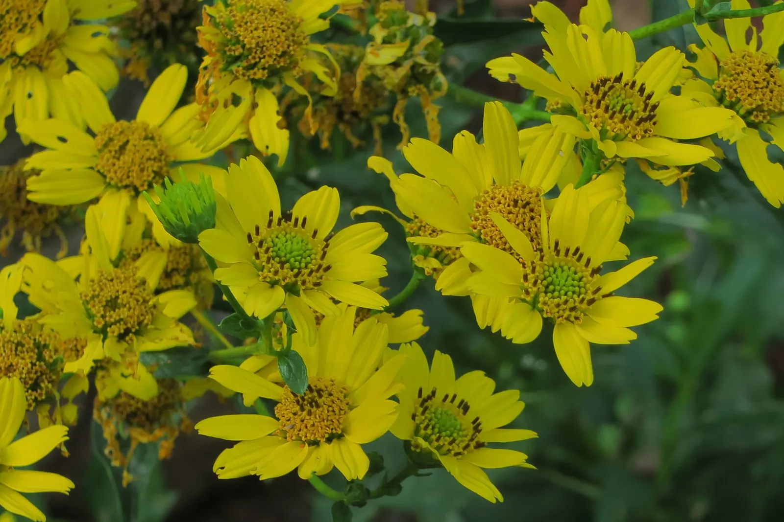 Bigleaf Crown Beard (Verbesina Dissita) — The Bigleaf Crown Beard (Verbesina dissita) is a striking perennial, thriving in USDA zones 8-11