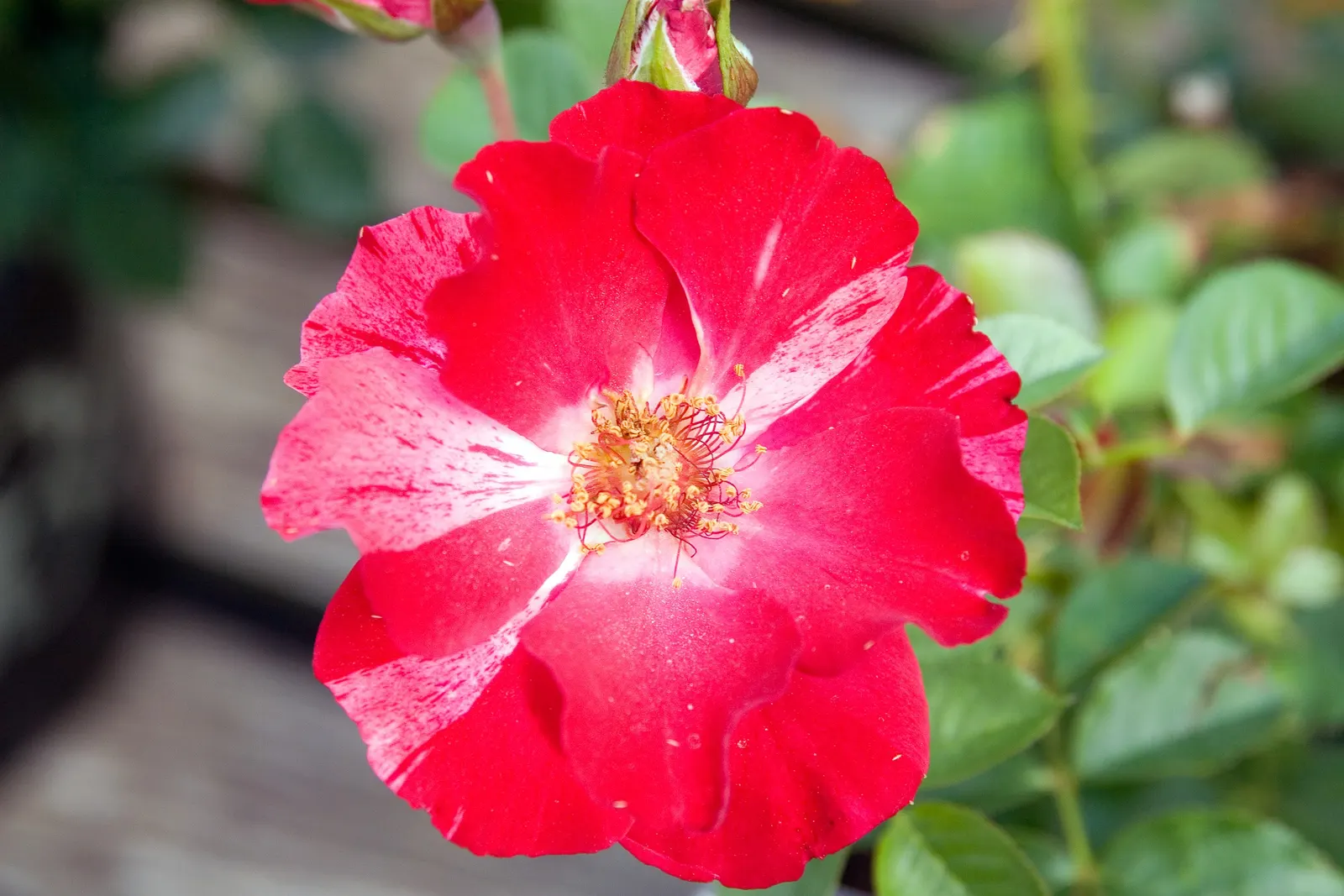 Fourth Of July Rose (Rosa 'Fourth Of July') — or garden walls to create vertical interest.<br><br>Cultivated for resilience
