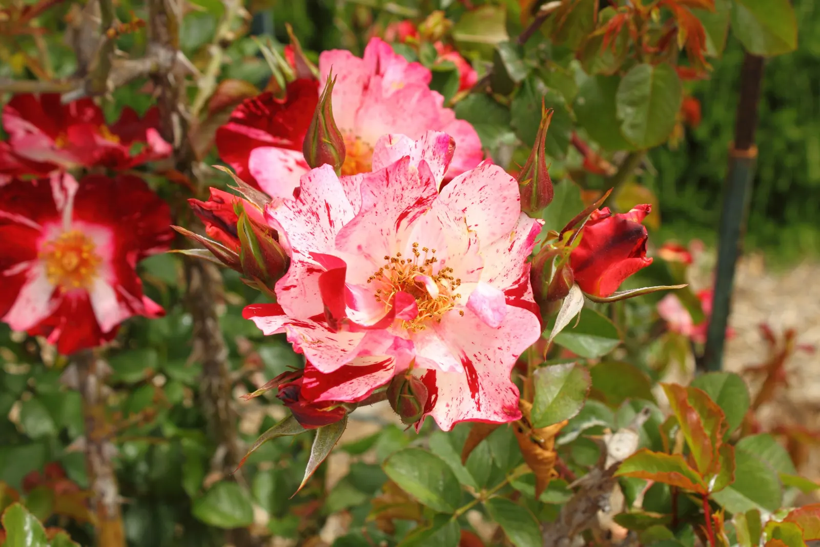 Fourth Of July Rose (Rosa 'Fourth Of July') — multi-colored and pink flowers in the garden