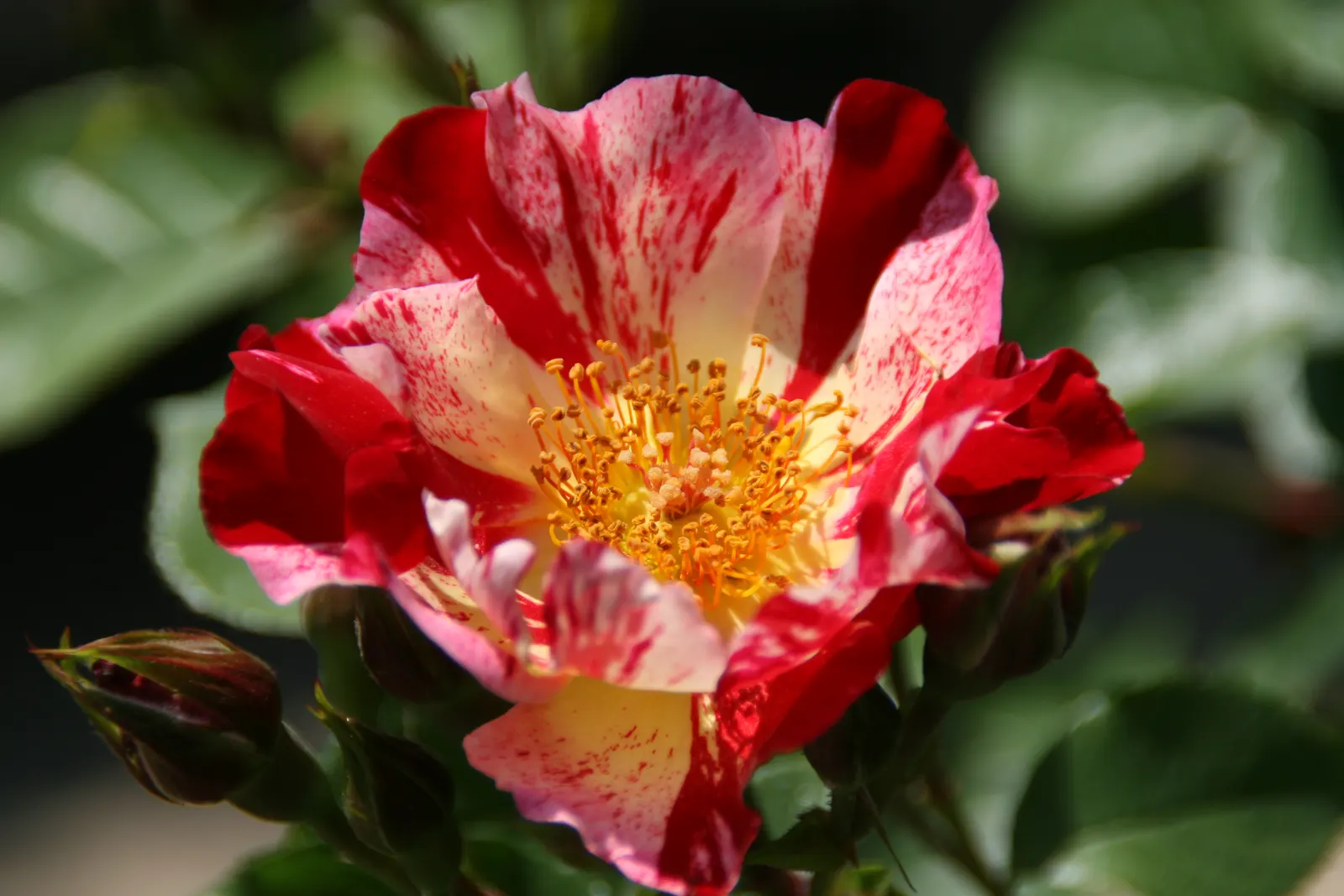 Fourth Of July Rose (Rosa 'Fourth Of July') — offering your client a living