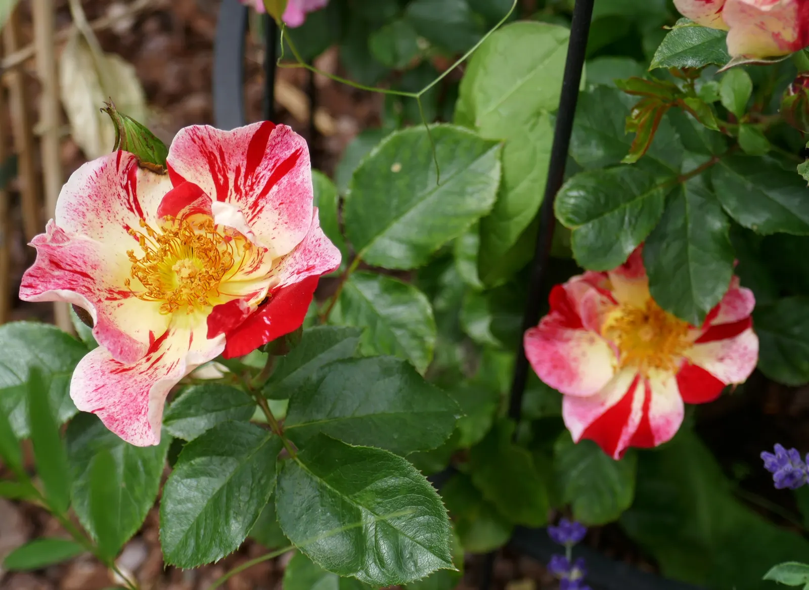 Fourth Of July Rose (Rosa 'Fourth Of July') — ever-evolving celebration of natural beauty and American spirit