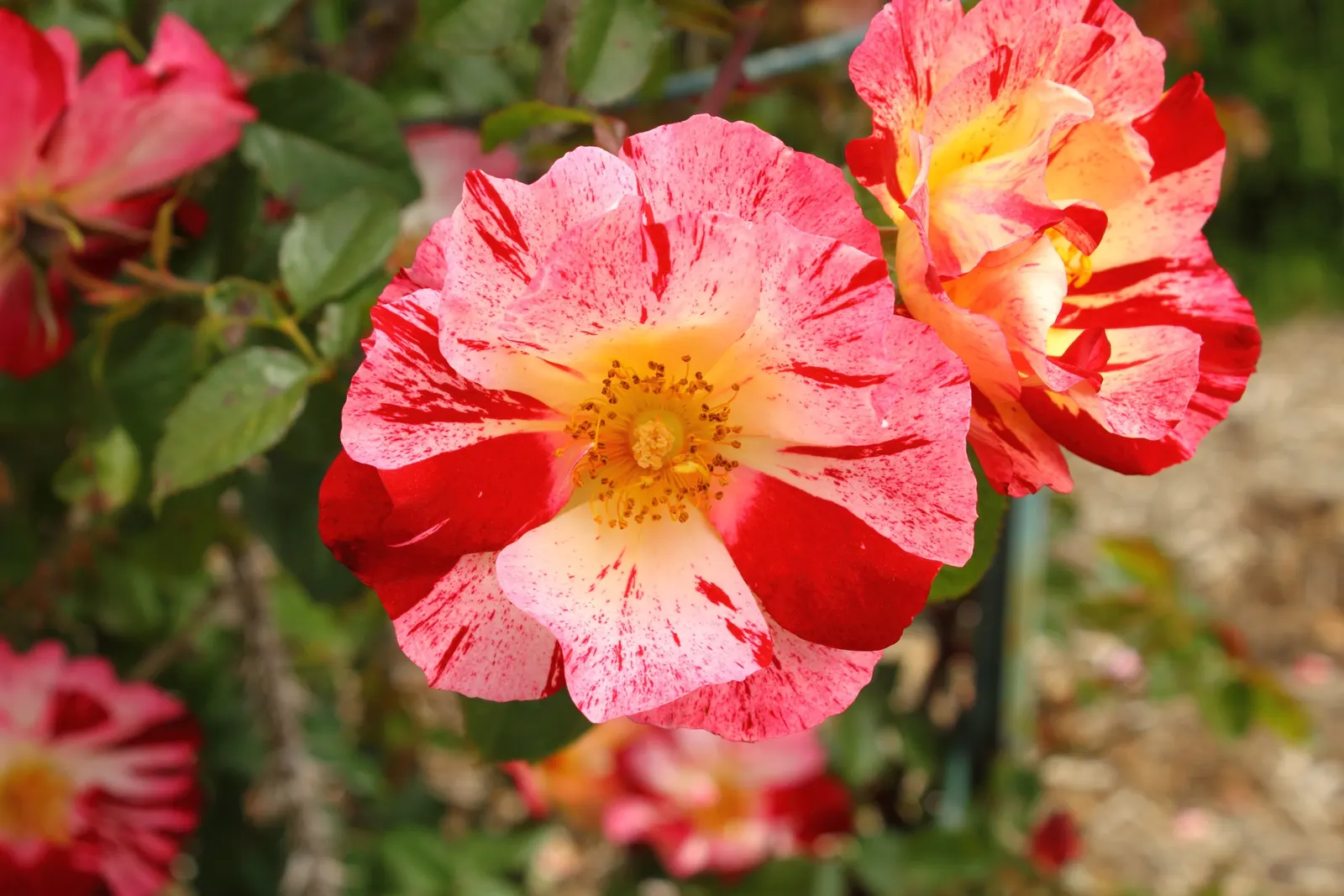Fourth Of July Rose (Rosa 'Fourth Of July') — shrub with multi-colored and pink blooms