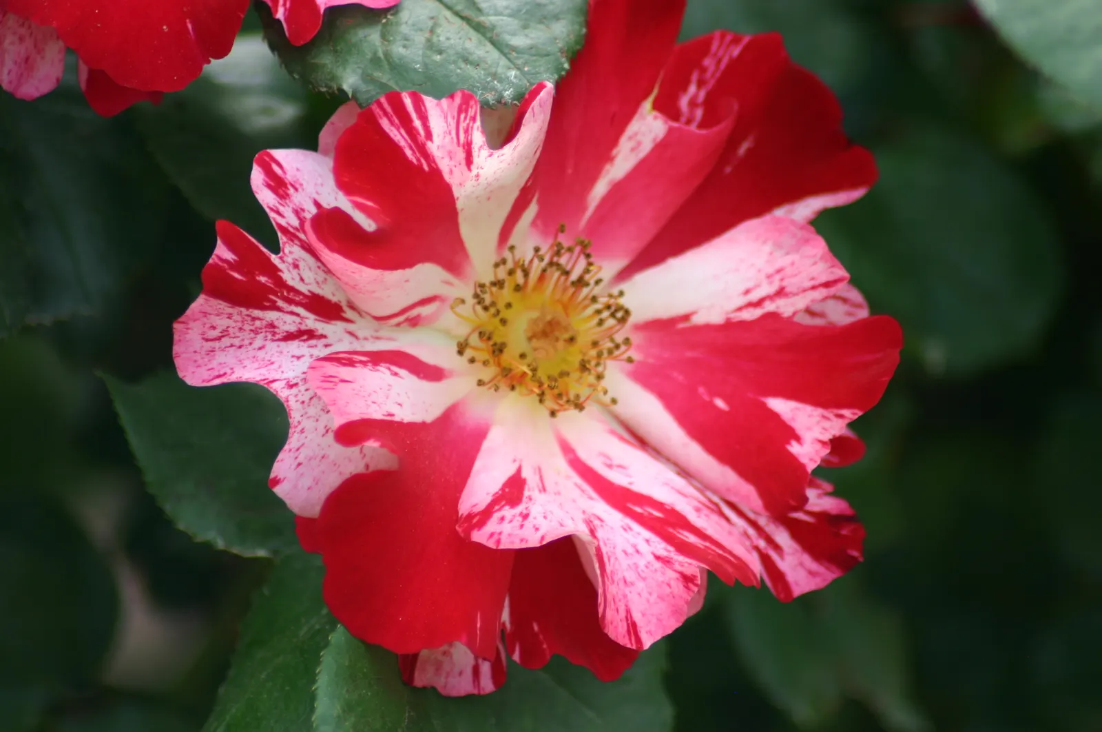 Fourth Of July Rose (Rosa 'Fourth Of July') — fertile soil with a pH range of 6.5 to 6.8.<br><br>This low-maintenance rose should be watered regularly