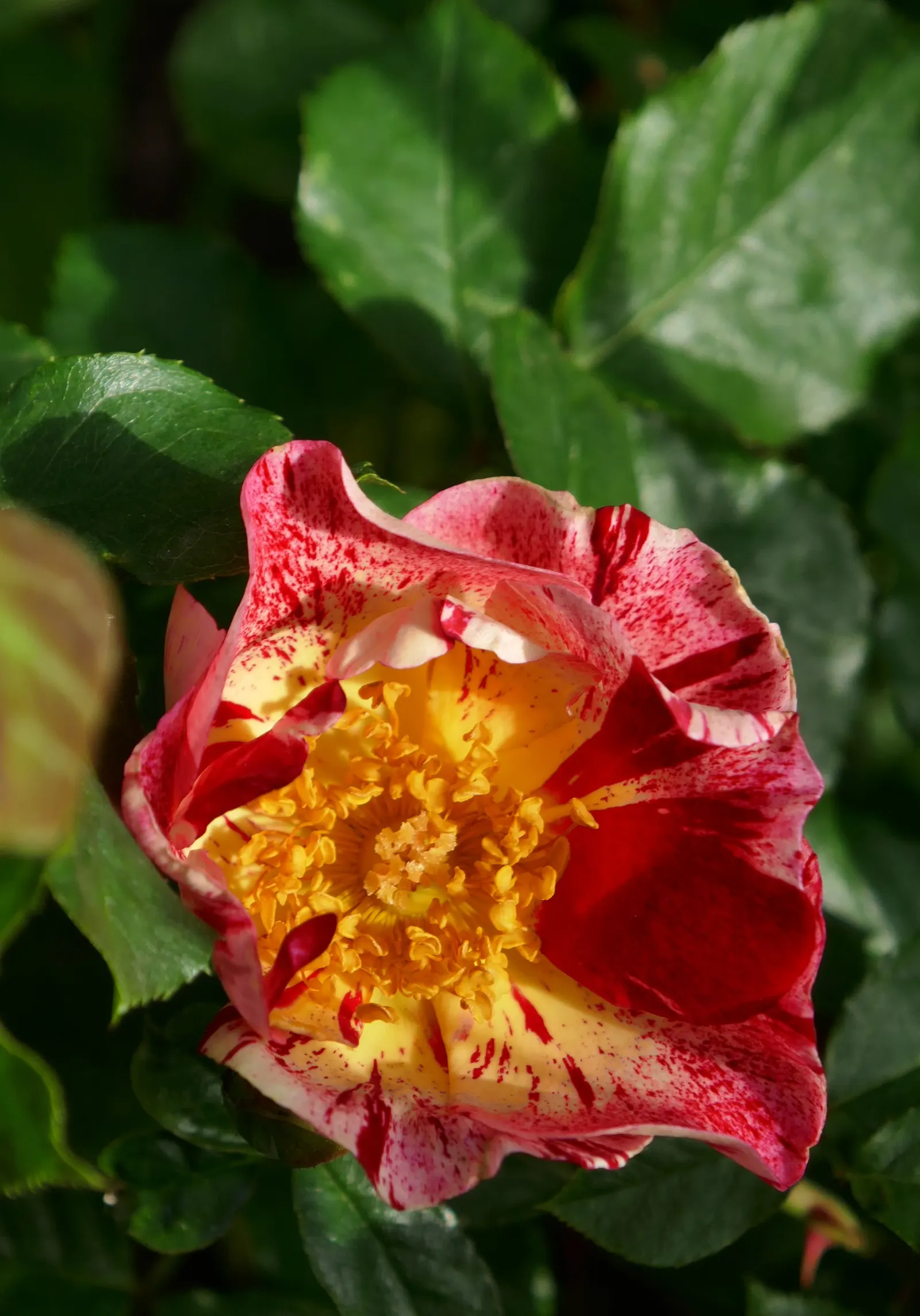 Fourth Of July Rose (Rosa 'Fourth Of July') — requiring at least 6 hours of direct sunlight per day