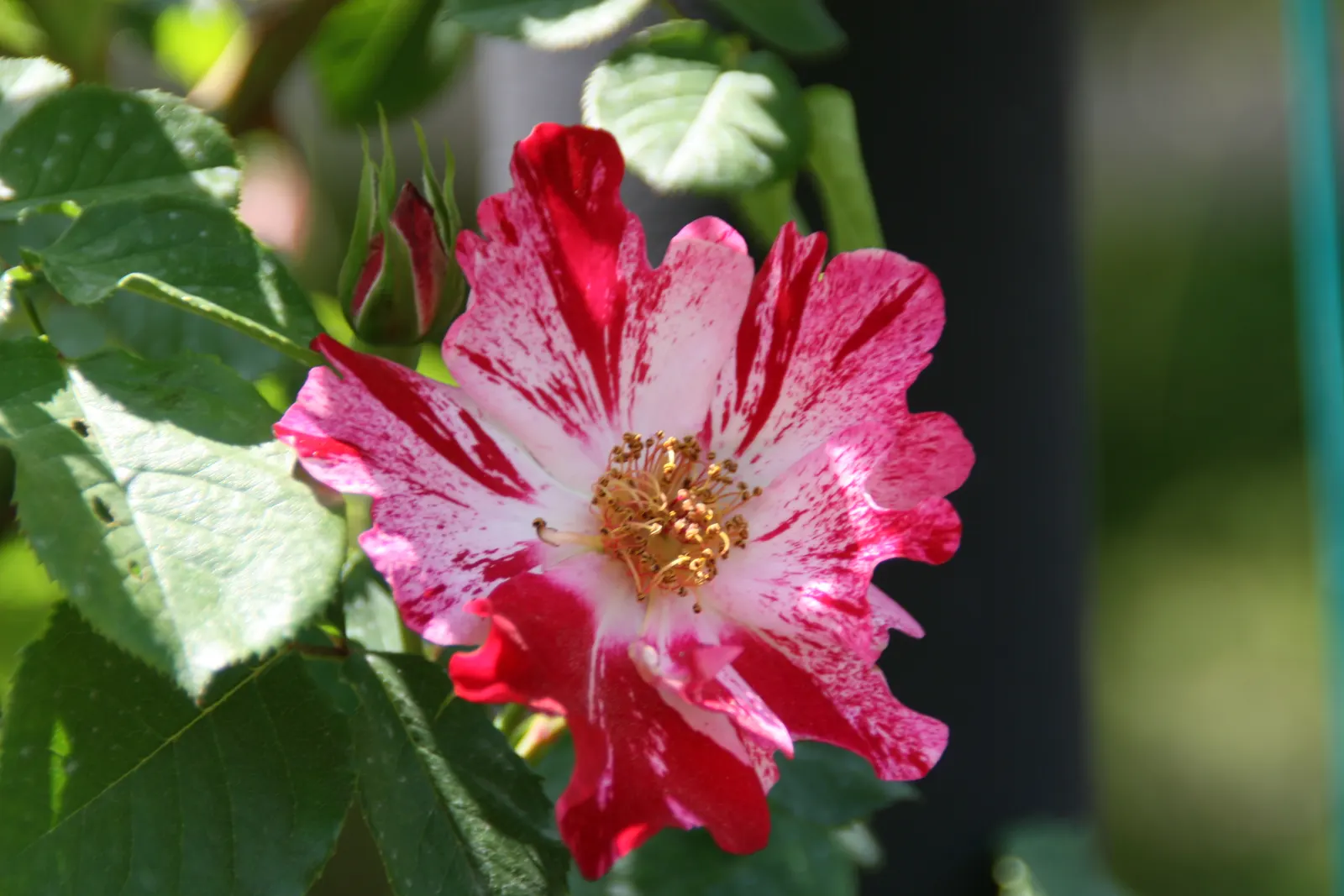 Fourth Of July Rose (Rosa 'Fourth Of July') — ensuring a long-lasting display of patriotic flair