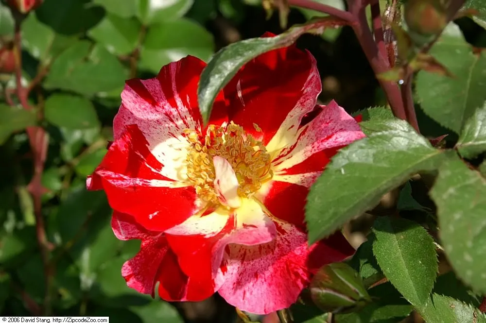 Fourth Of July Rose (Rosa 'Fourth Of July') — This repeat bloomer displays excellent disease resistance and is hardy in USDA zones 5-9