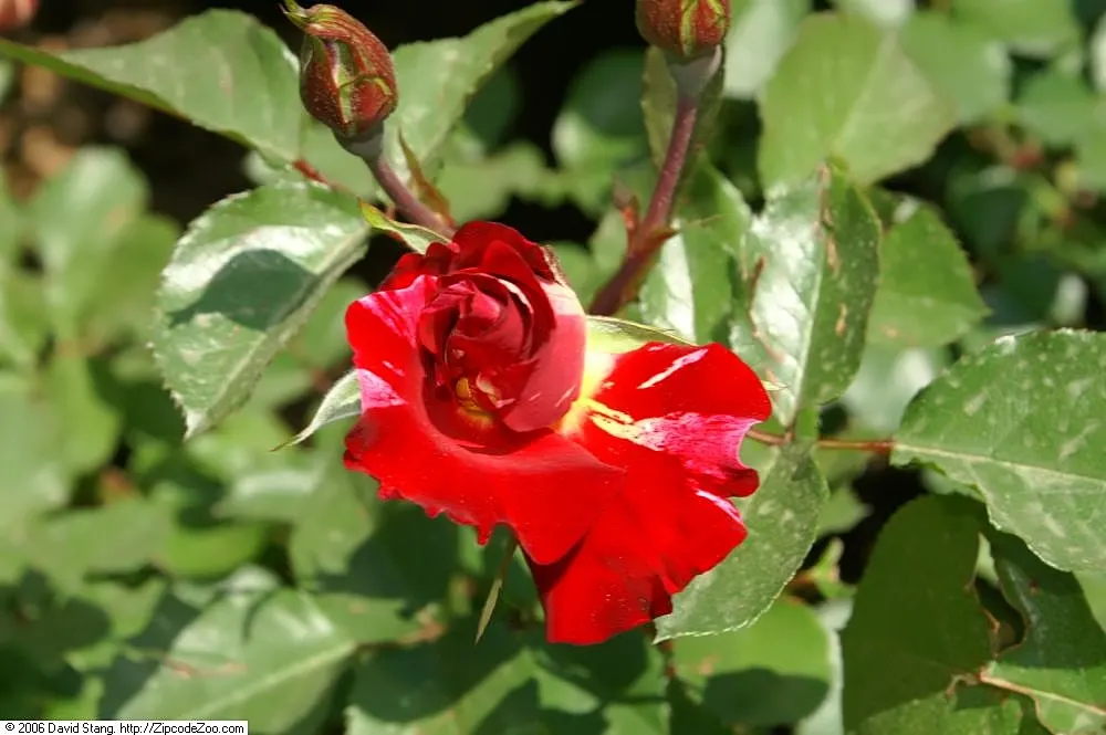 Fourth Of July Rose (Rosa 'Fourth Of July') — The Rosa 'Fourth of July' is a climbing rose that features striking red and white striped; this repeat bloomer