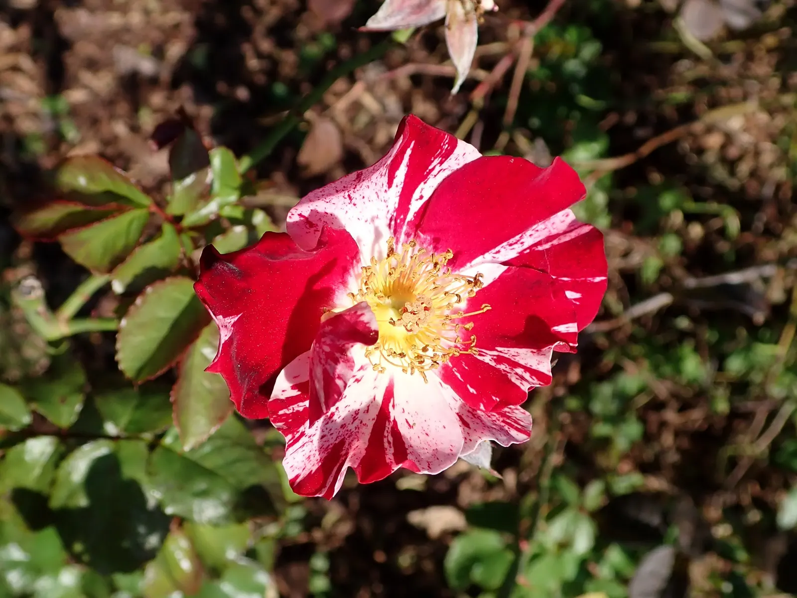 Fourth Of July Rose (Rosa 'Fourth Of July') — It reaches up to 12-14 feet tall and spreads about 4-6 feet, making a vibrant statement on trellises or fences