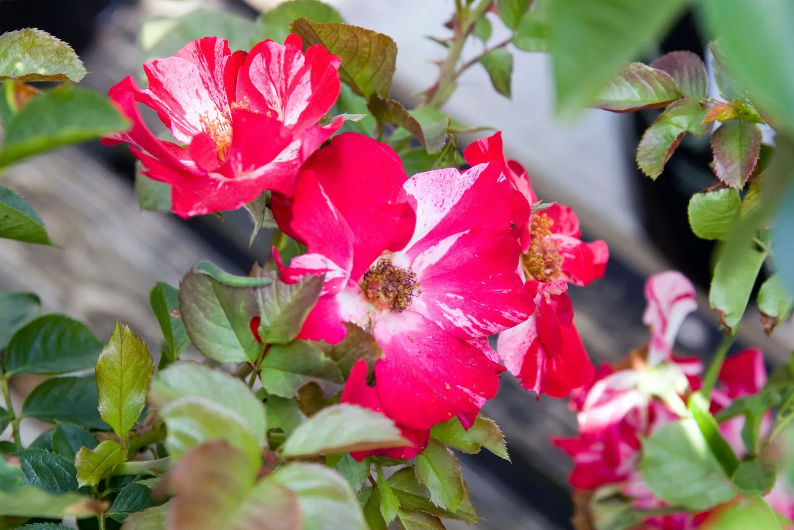 Fourth Of July Rose (Rosa 'Fourth Of July') — The Rosa 'Fourth of July' is a climbing rose that features striking red and white striped
