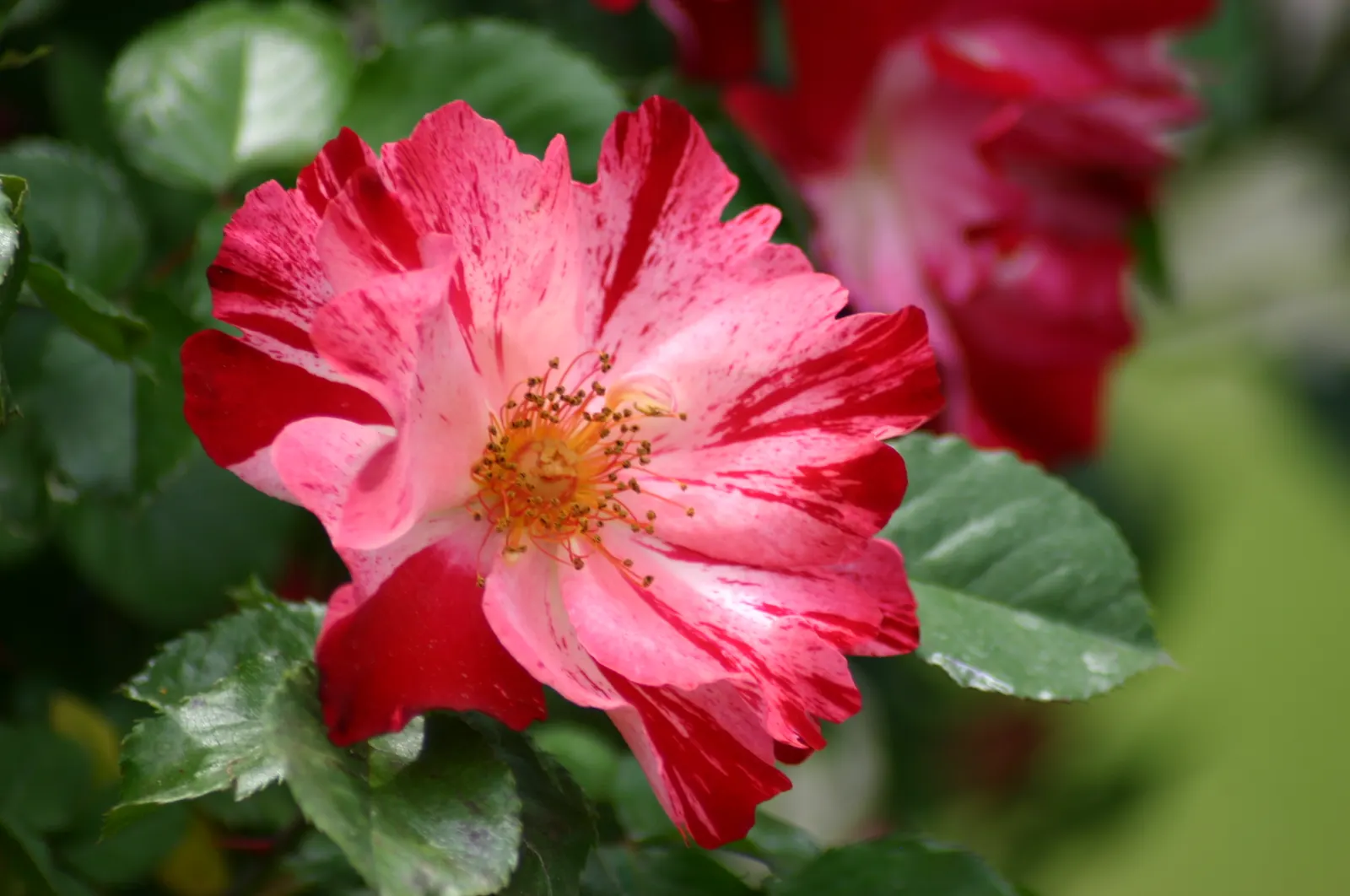 Fourth Of July Rose (Rosa 'Fourth Of July') — It reaches up to 12-14 feet tall and spreads about 4-6 feet, making a vibrant statement on trellises, image 27