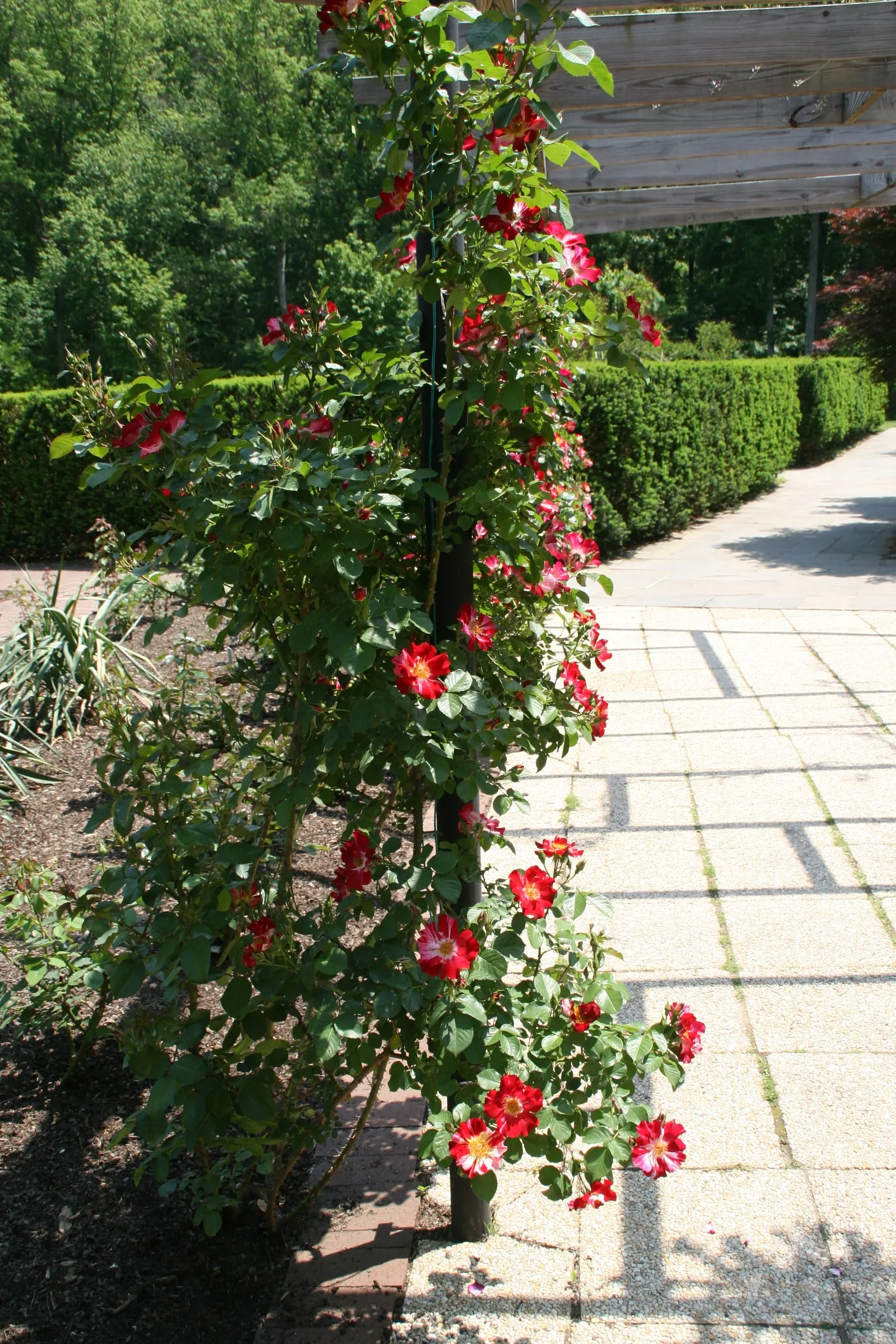 Fourth Of July Rose (Rosa 'Fourth Of July') — This vigorous climber can reach heights of up to 12 to 14 feet and spreads approximately 4 to 6 feet