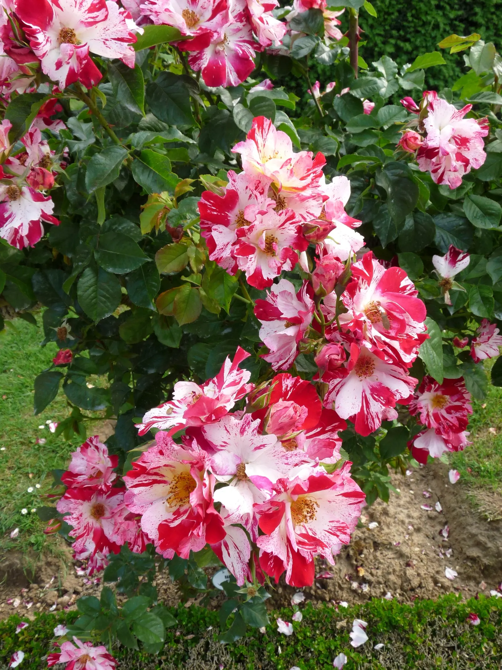 Fourth Of July Rose (Rosa 'Fourth Of July') — this variety is known for its excellent disease resistance