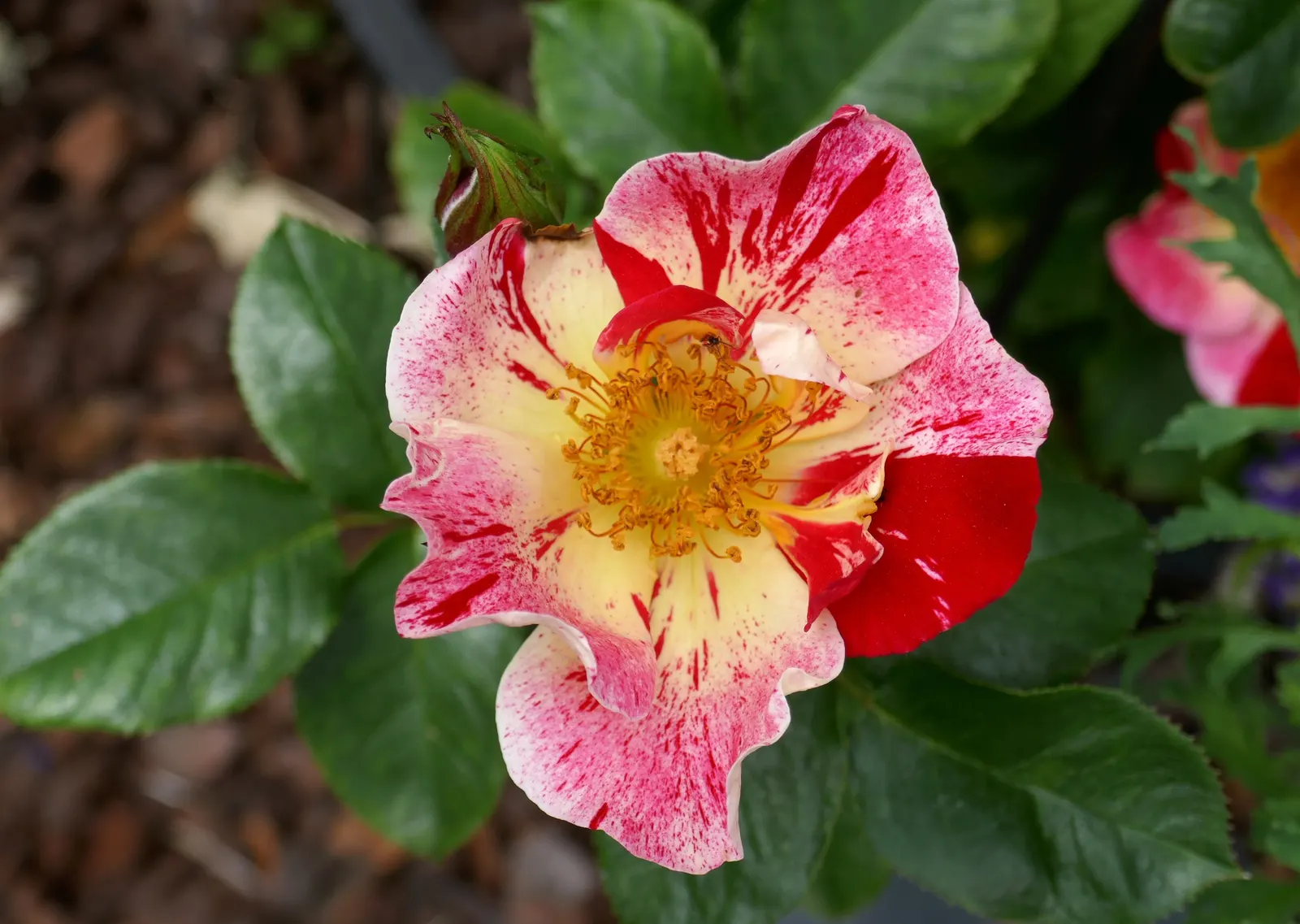 Fourth Of July Rose (Rosa 'Fourth Of July') — particularly against common rose ailments such as rust