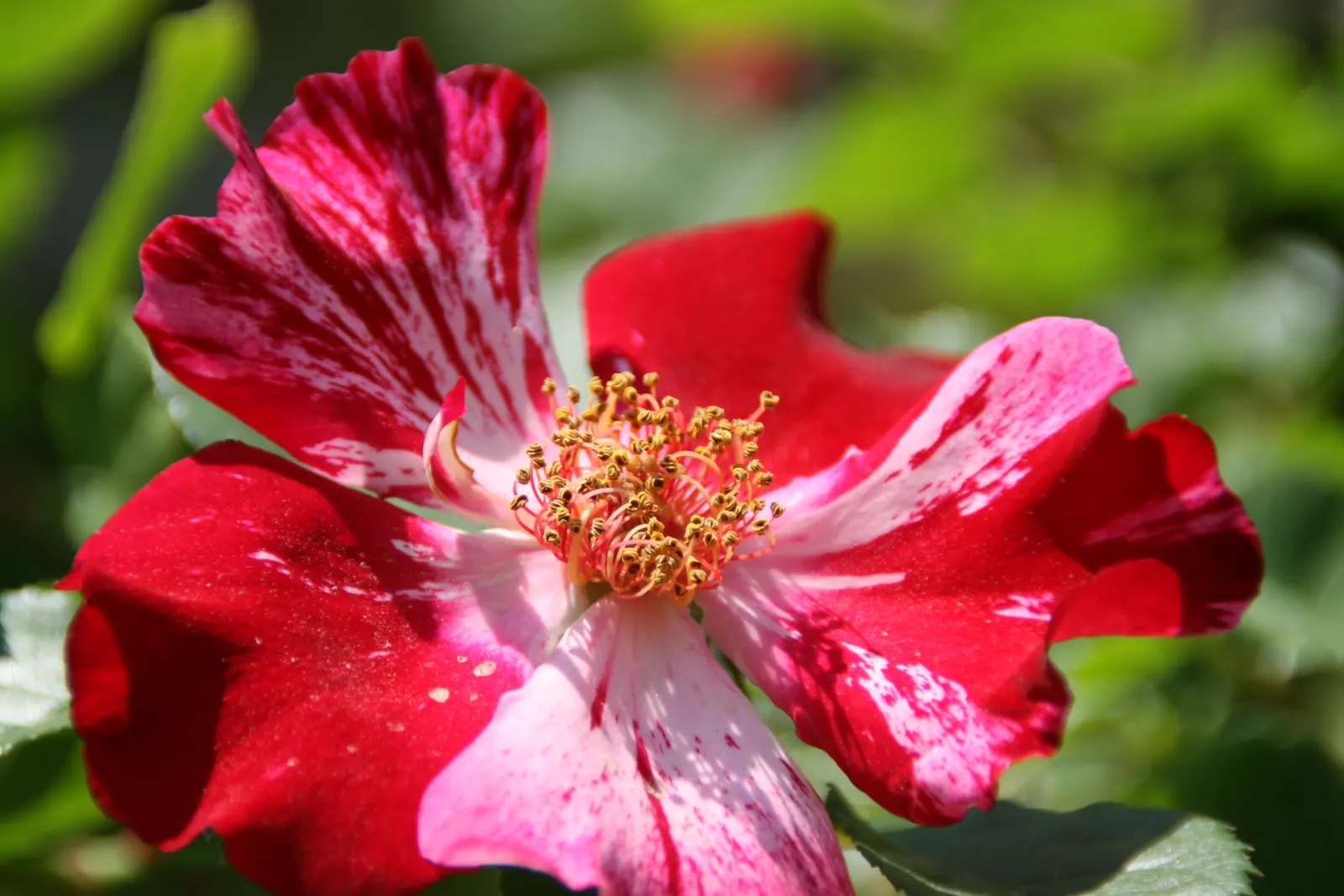 Fourth Of July Rose (Rosa 'Fourth Of July') — a climbing rose that brings a spectacular burst of color reminiscent of fireworks to any landscape design