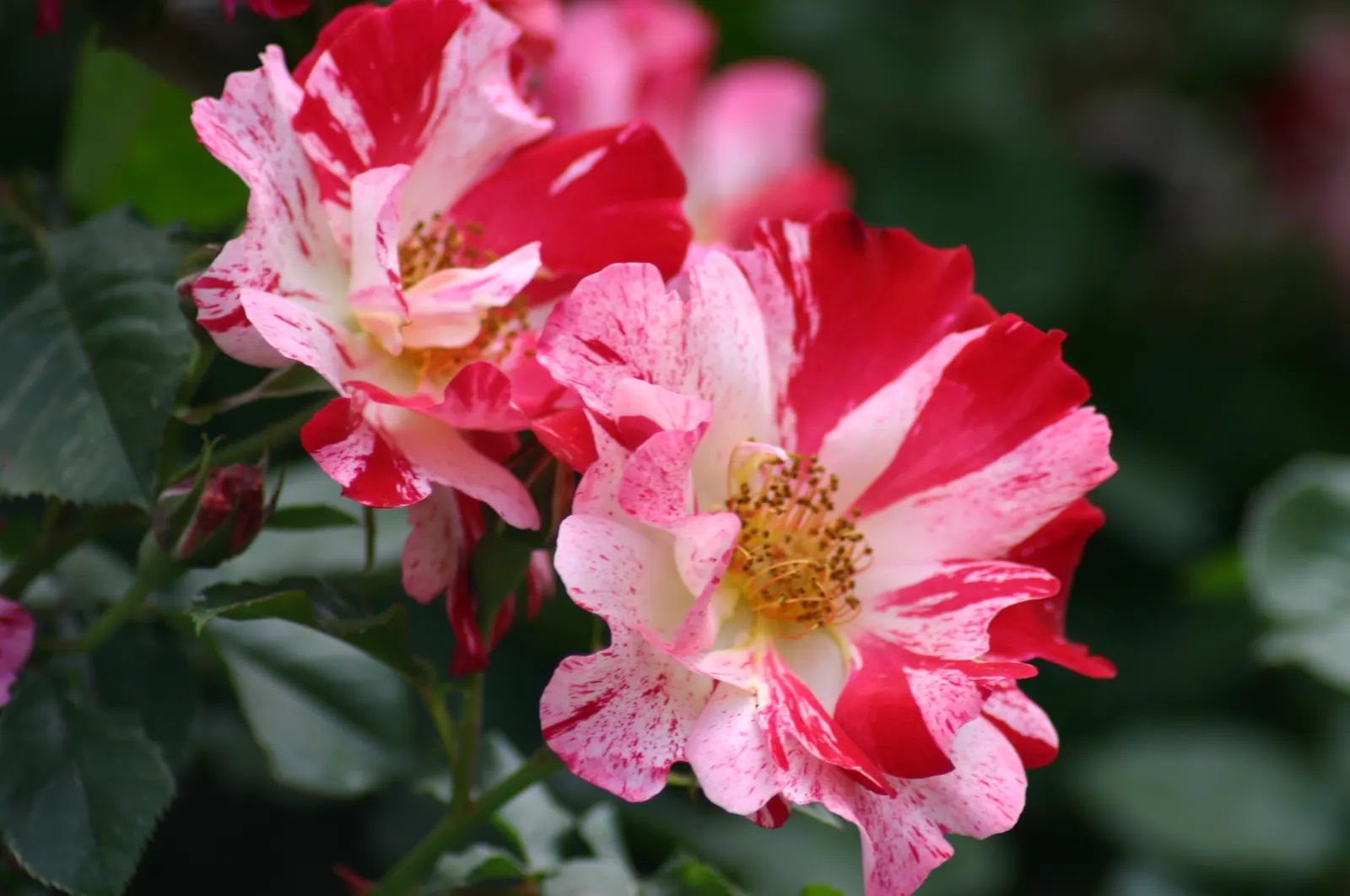 Fourth Of July Rose (Rosa 'Fourth Of July') — It prefers full sun exposure