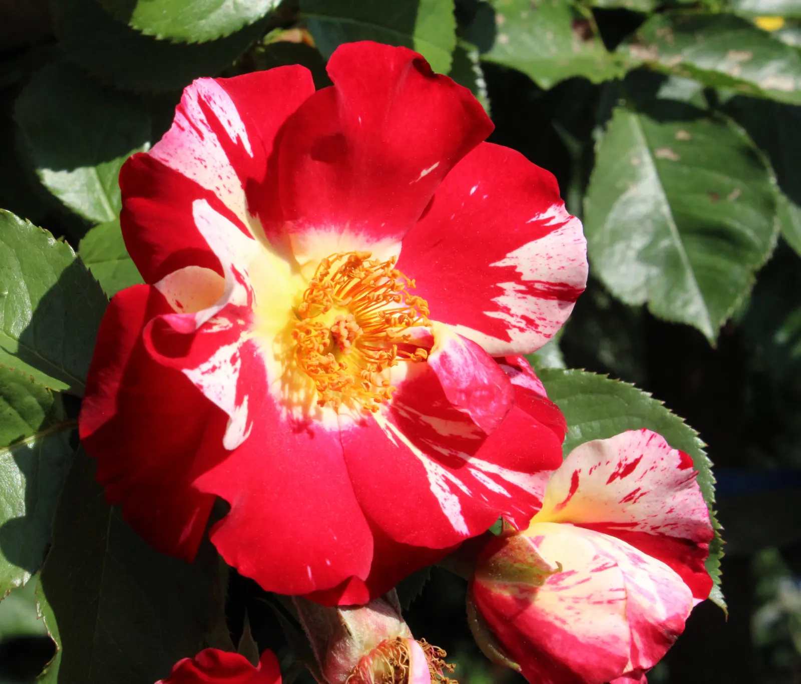Fourth Of July Rose (Rosa 'Fourth Of July') — shrub for full or half