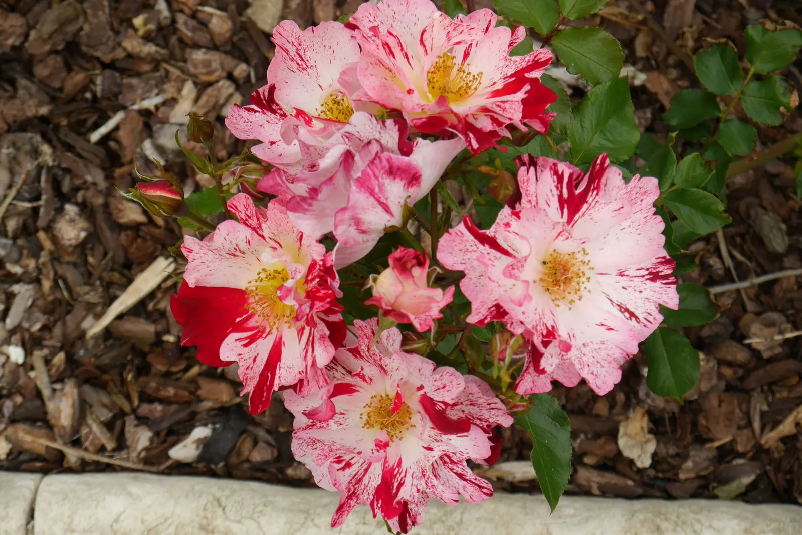 Fourth Of July Rose (Rosa 'Fourth Of July') — This repeat bloomer displays excellent disease resistance and is hardy in USDA zones 5-9; the Rosa 'Fourth of