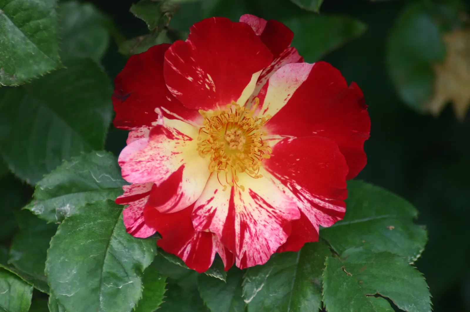 Fourth Of July Rose (Rosa 'Fourth Of July') — and thrives in well-drained