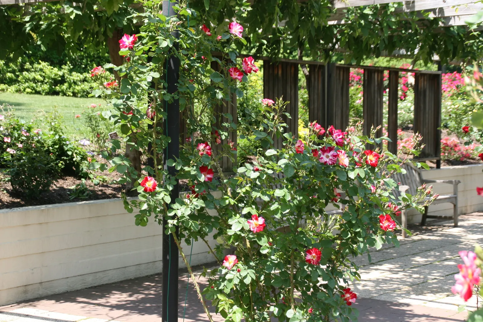 Fourth Of July Rose (Rosa 'Fourth Of July') — which can reach a width of about 4 inches across