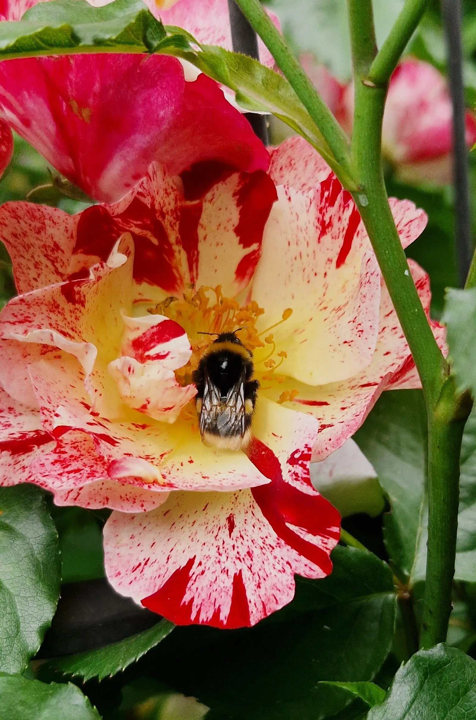Fourth Of July Rose (Rosa 'Fourth Of July') — semi-double blossoms with a light apple fragrance