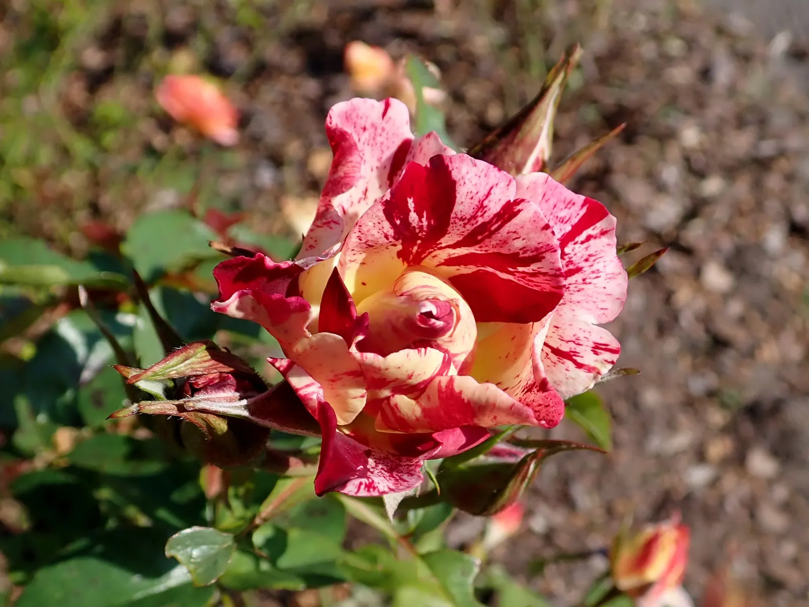 Fourth Of July Rose (Rosa 'Fourth Of July') — semi-double blossoms with a light apple fragrance; making it an ideal choice for training on trellises