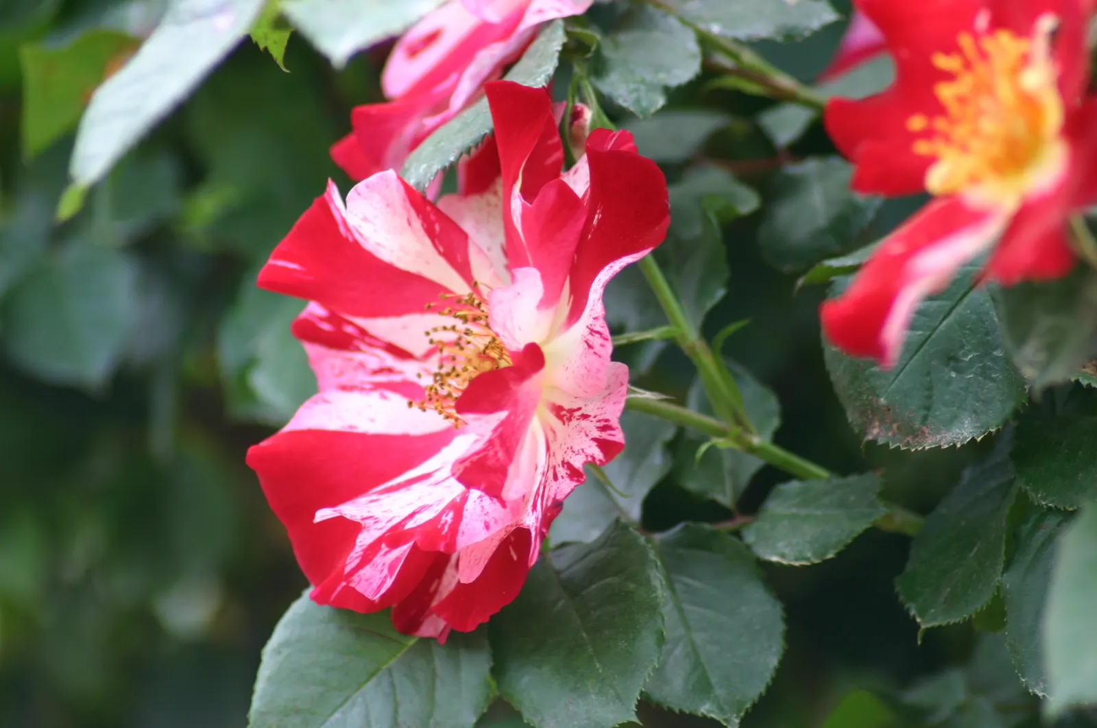 Fourth Of July Rose (Rosa 'Fourth Of July') — allowing the soil to dry out slightly between watering sessions