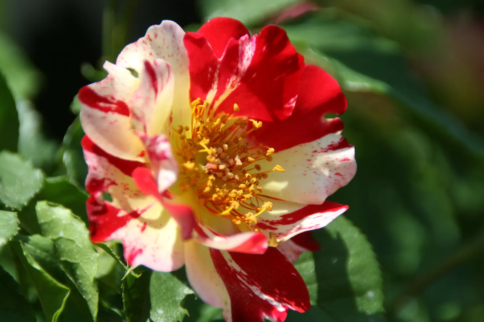 Fourth Of July Rose (Rosa 'Fourth Of July') — Plant in full sun for best flowering performance and provide regular watering with well-drained soil