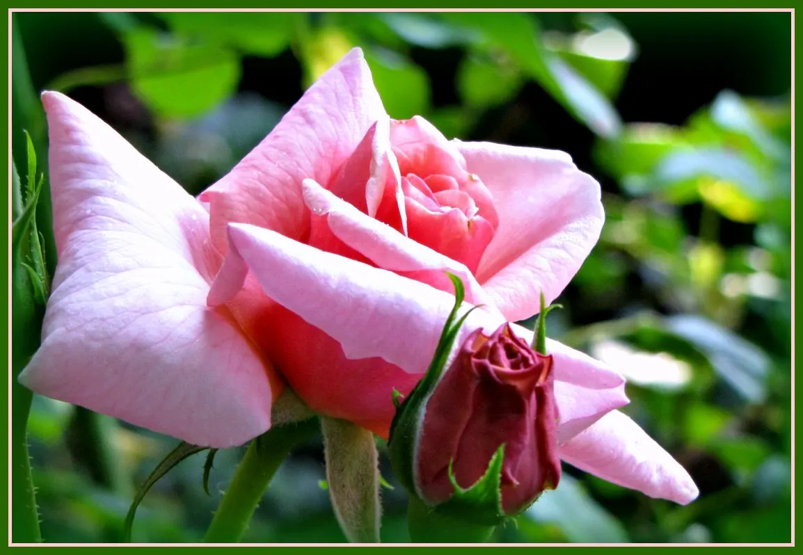 Fourth Of July Rose (Rosa 'Fourth Of July') — Plant in full sun for best flowering performance and provide regular watering with well-drained soil; which can