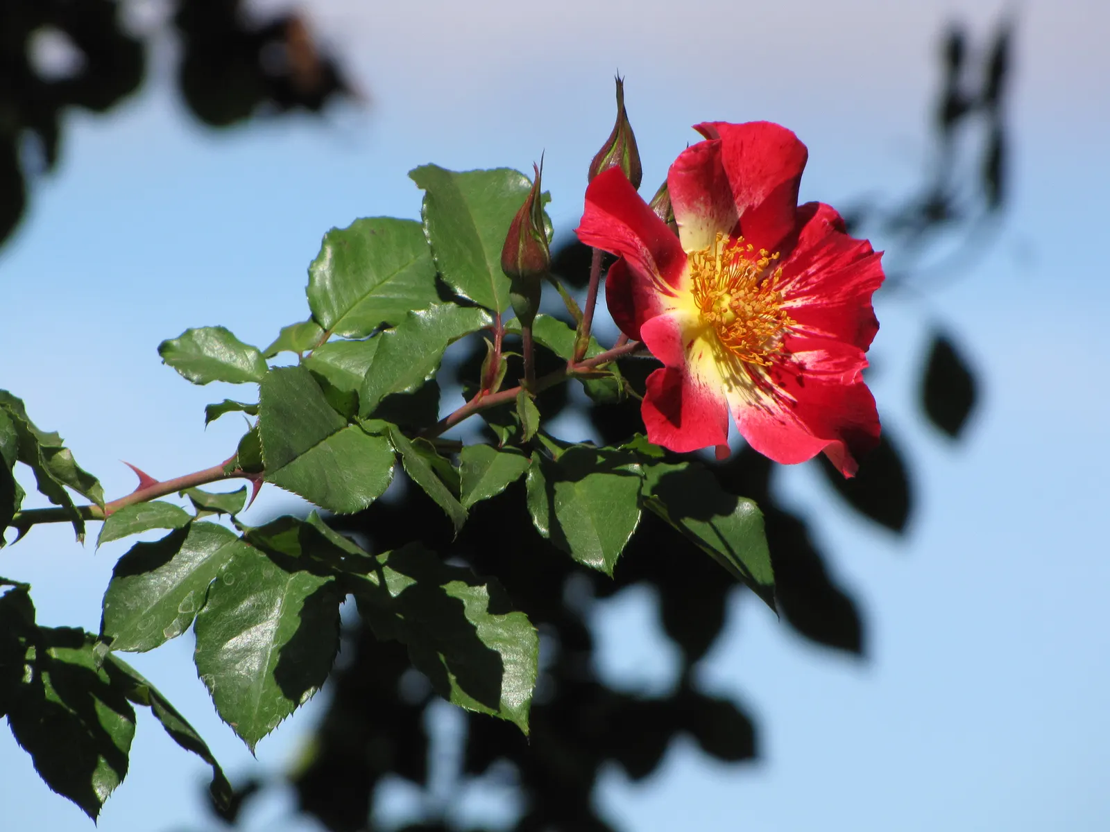 Fourth Of July Rose (Rosa 'Fourth Of July') — a climbing rose that brings a spectacular burst of color reminiscent of fireworks to any landscape, image 31