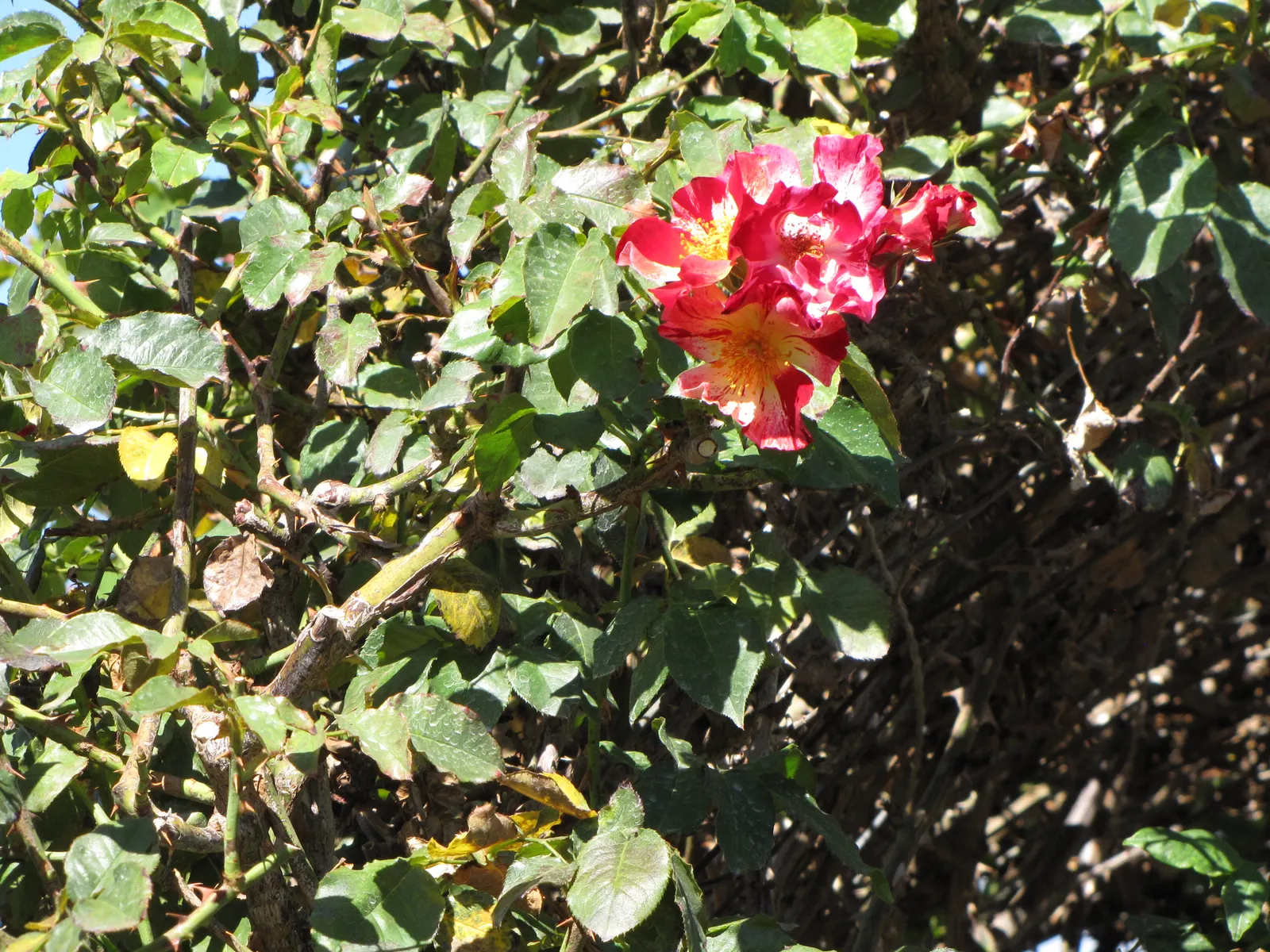 Fourth Of July Rose (Rosa 'Fourth Of July') — making it an ideal choice for training on trellises