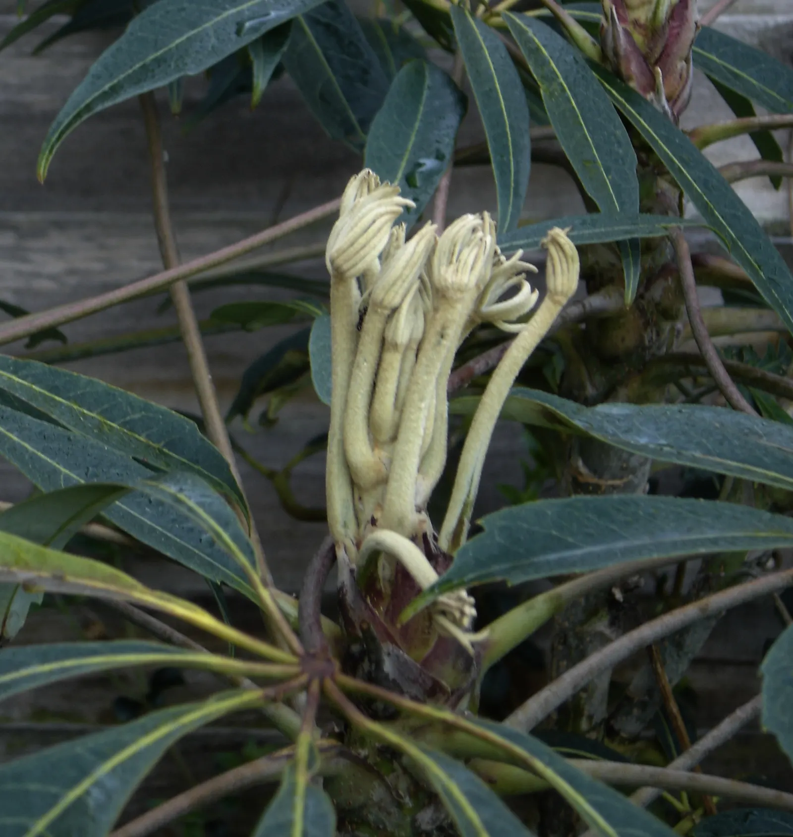 Hardy Schefflera (Schefflera Delavayi) — The Hardy Schefflera (Schefflera delavayi) thrives in USDA zones 7b-10