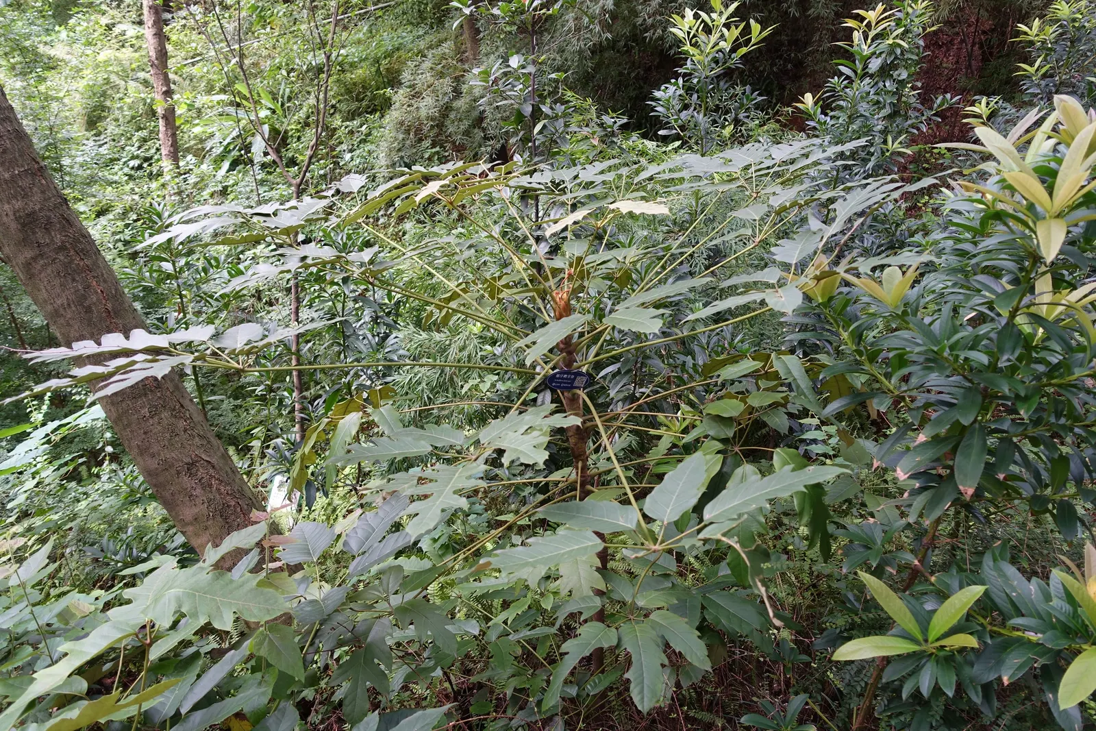 Hardy Schefflera (Schefflera Delavayi) — palmate leaves year-round