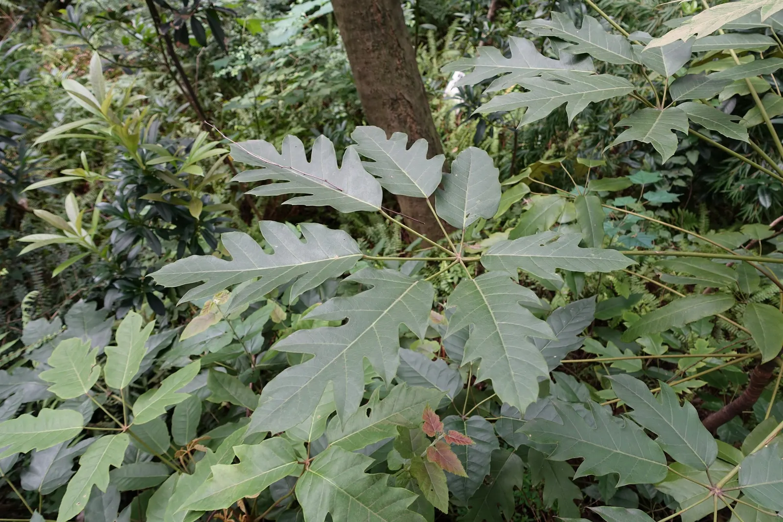 Hardy Schefflera (Schefflera Delavayi) — Mature specimens reach up to 10-15 feet in height, with a similar spread