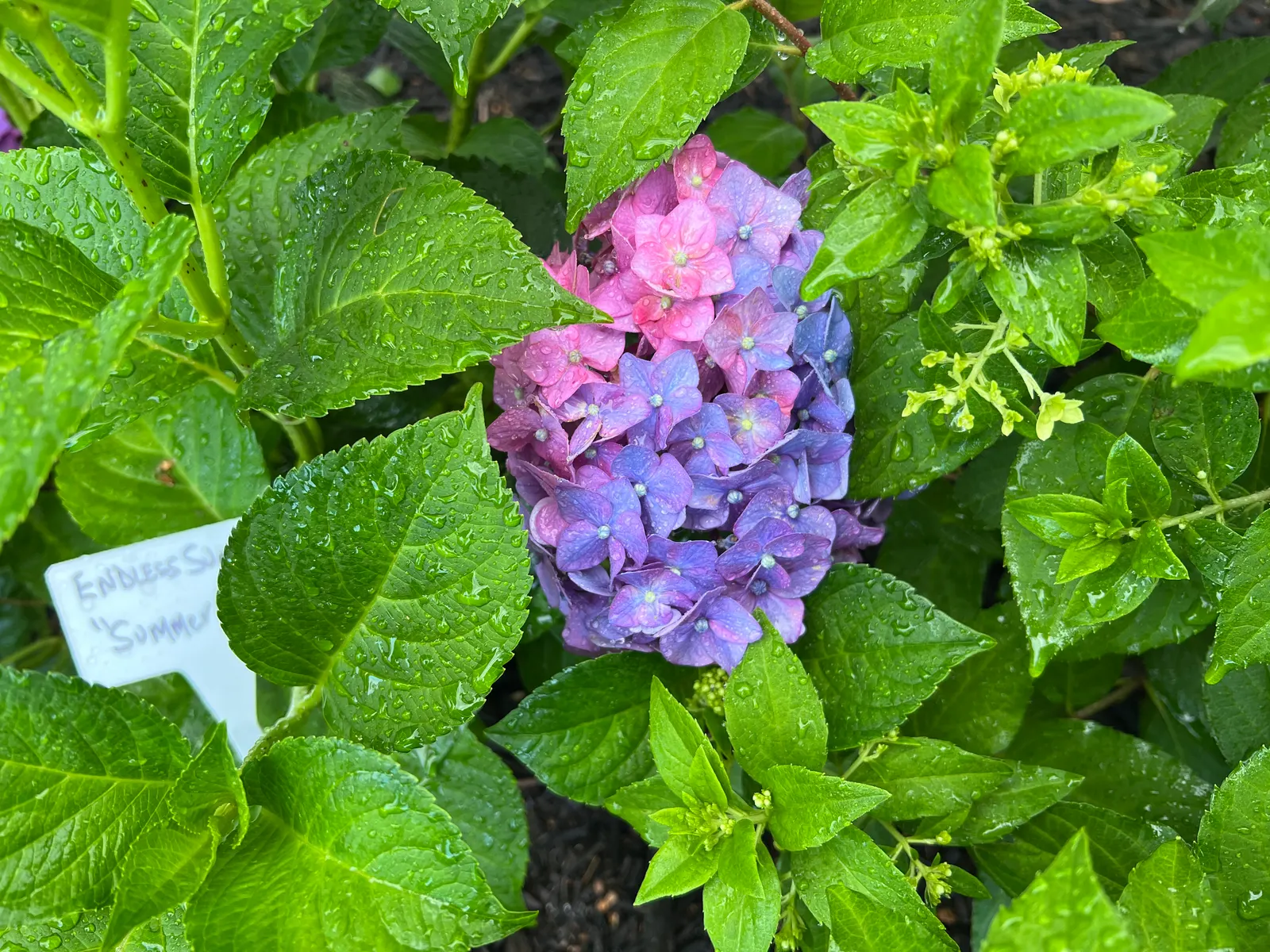 Summer Crush Hydrangea (Hydrangea Macrophylla 'Summer Crush') — with a propensity to enchant onlookers through its lush