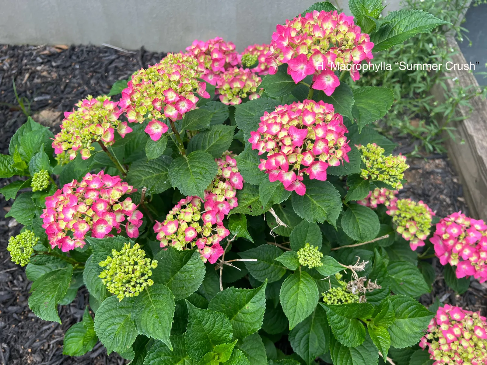 Summer Crush Hydrangea (Hydrangea Macrophylla 'Summer Crush') — attracting pollinators and providing visual interest