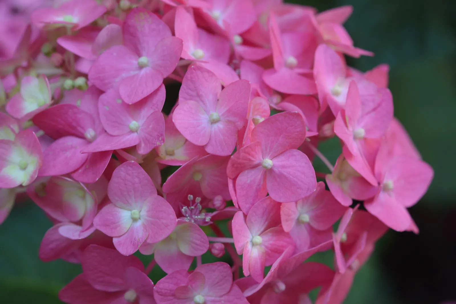 Summer Crush Hydrangea (Hydrangea Macrophylla 'Summer Crush') — providing a perennial source of vivid color
