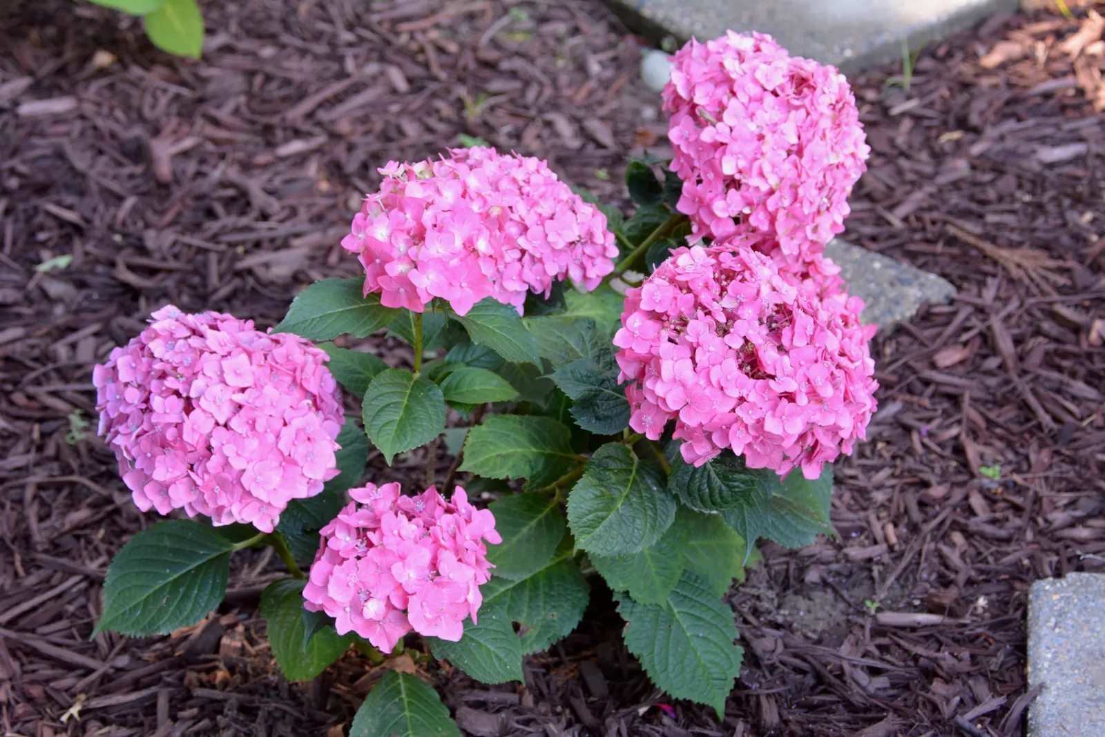 Summer Crush Hydrangea (Hydrangea Macrophylla 'Summer Crush') — re-blooming shrub reaches 18-36 inches in height with a similar spread