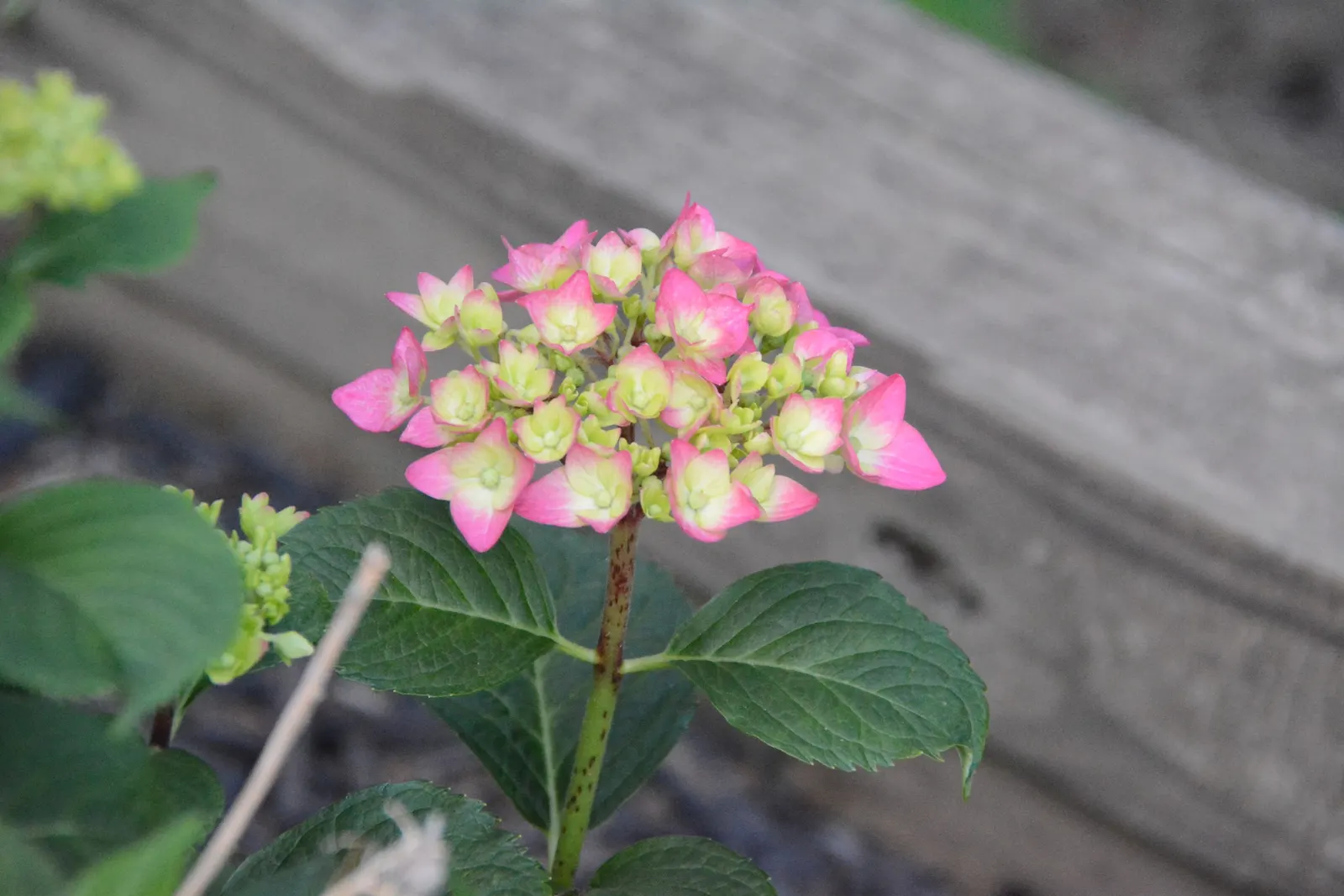 Summer Crush Hydrangea (Hydrangea Macrophylla 'Summer Crush') — perfect for small gardens or border fronts