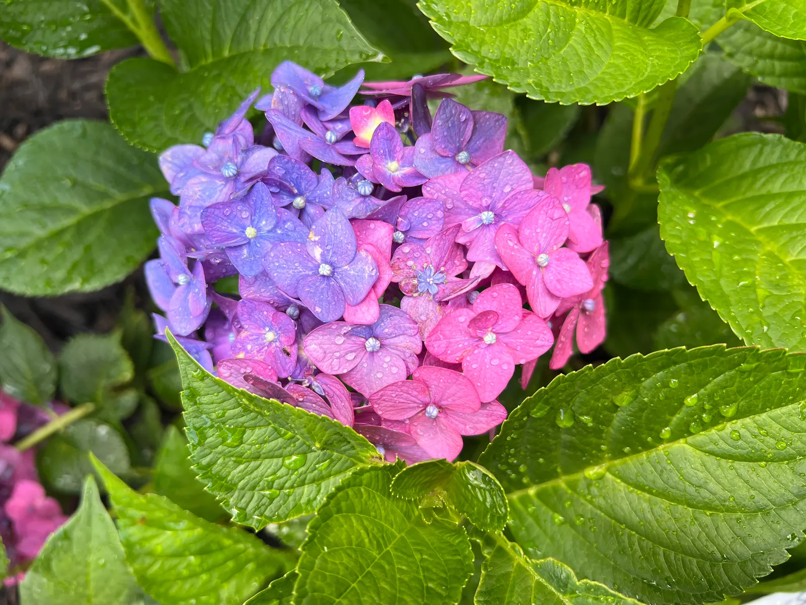 Summer Crush Hydrangea (Hydrangea Macrophylla 'Summer Crush') — a stunning choice for accentuating any landscape
