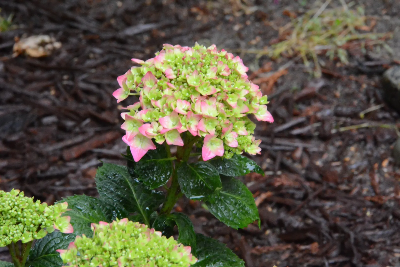 Summer Crush Hydrangea (Hydrangea Macrophylla 'Summer Crush') — it adds a pop of color mid-summer to fall