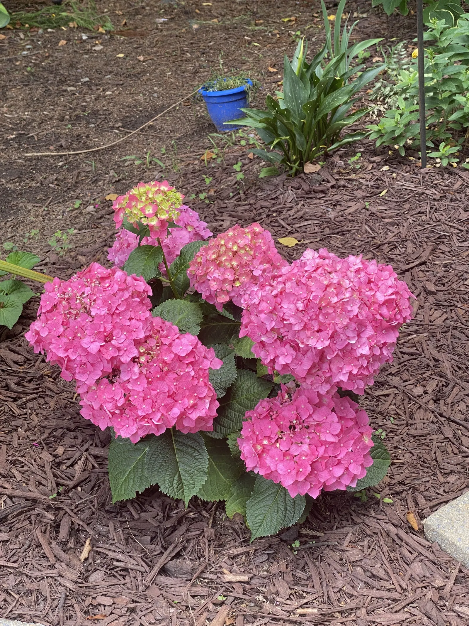 Summer Crush Hydrangea (Hydrangea Macrophylla 'Summer Crush') — raspberry-red or neon-purple blossoms