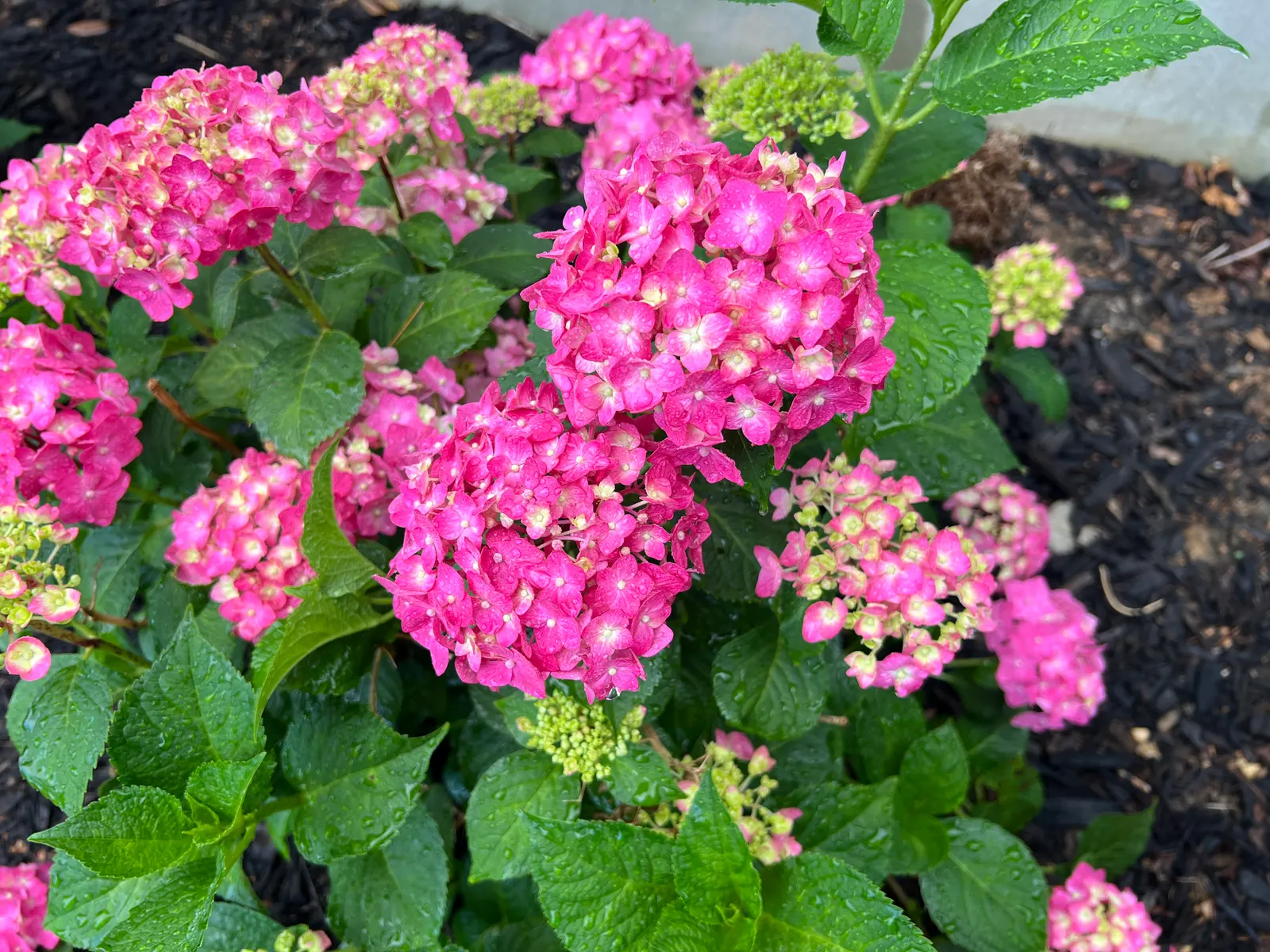 Summer Crush Hydrangea (Hydrangea Macrophylla 'Summer Crush') — This hydrangea prefers well-drained
