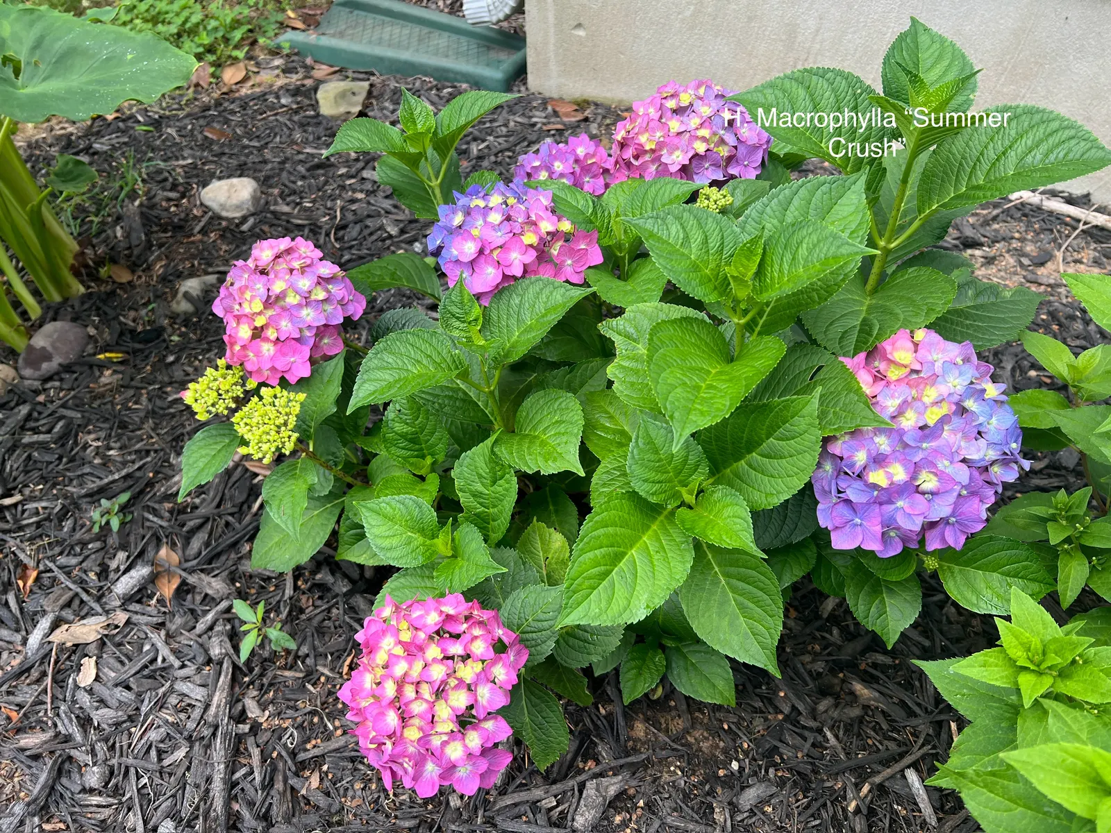 Summer Crush Hydrangea (Hydrangea Macrophylla 'Summer Crush') — Prefers partial to full sun and moist, well-drained soil