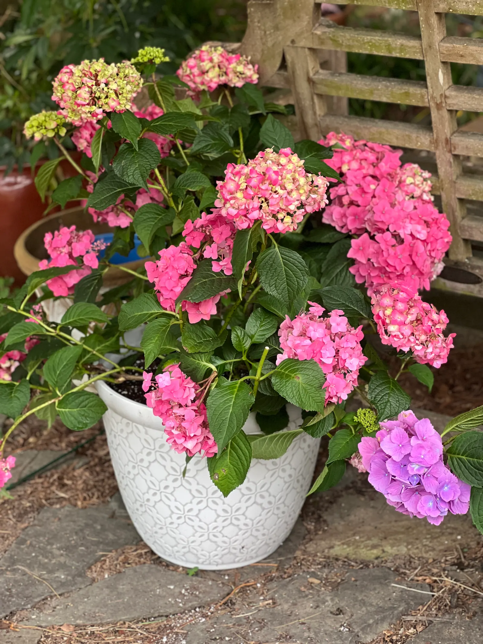 Summer Crush Hydrangea (Hydrangea Macrophylla 'Summer Crush') — compact addition to any landscape