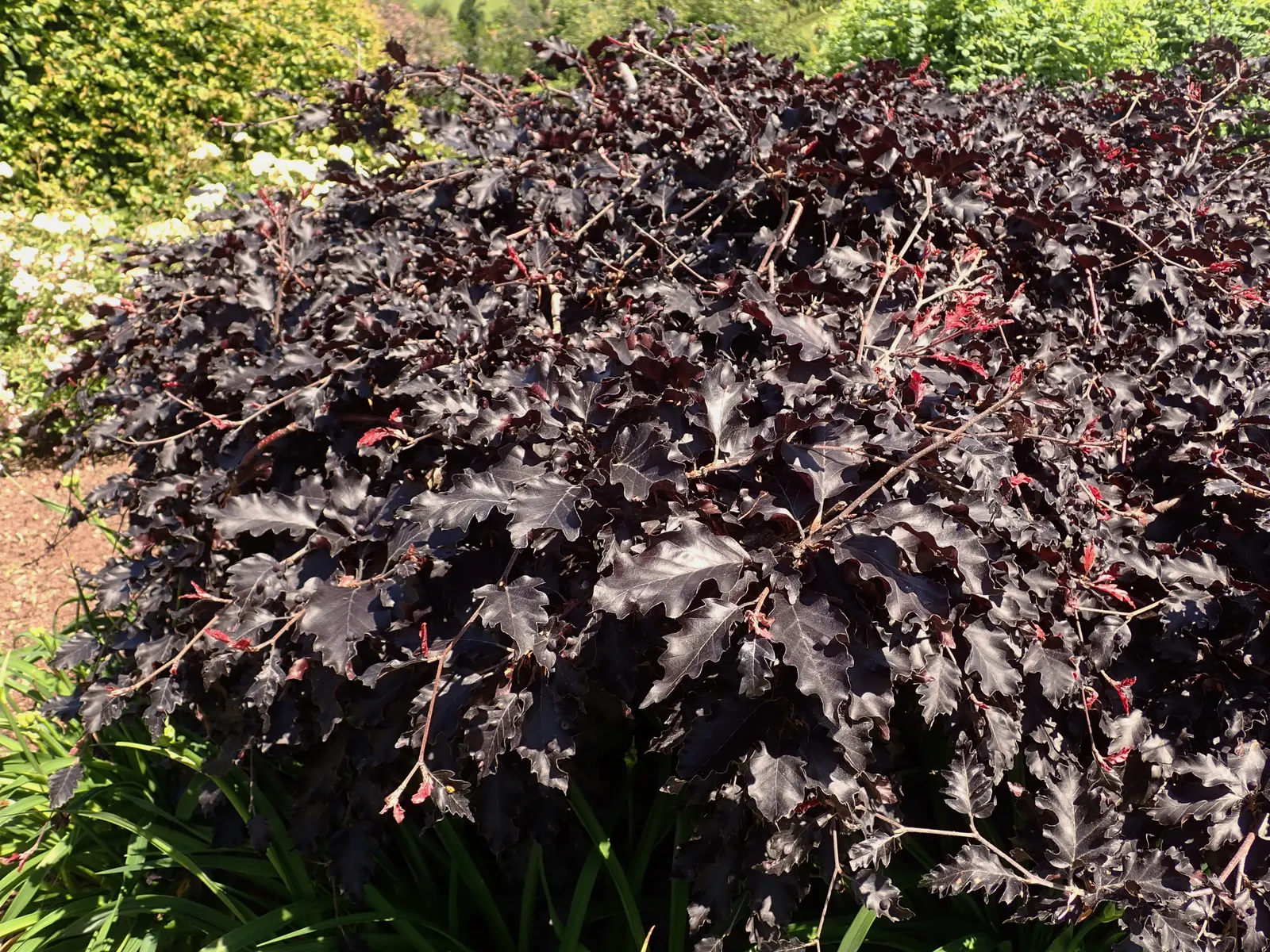 Weeping Purple Beech (Fagus Sylvatica 'Rohan Weeping') — Its leaves emerge deep reddish-purple in spring