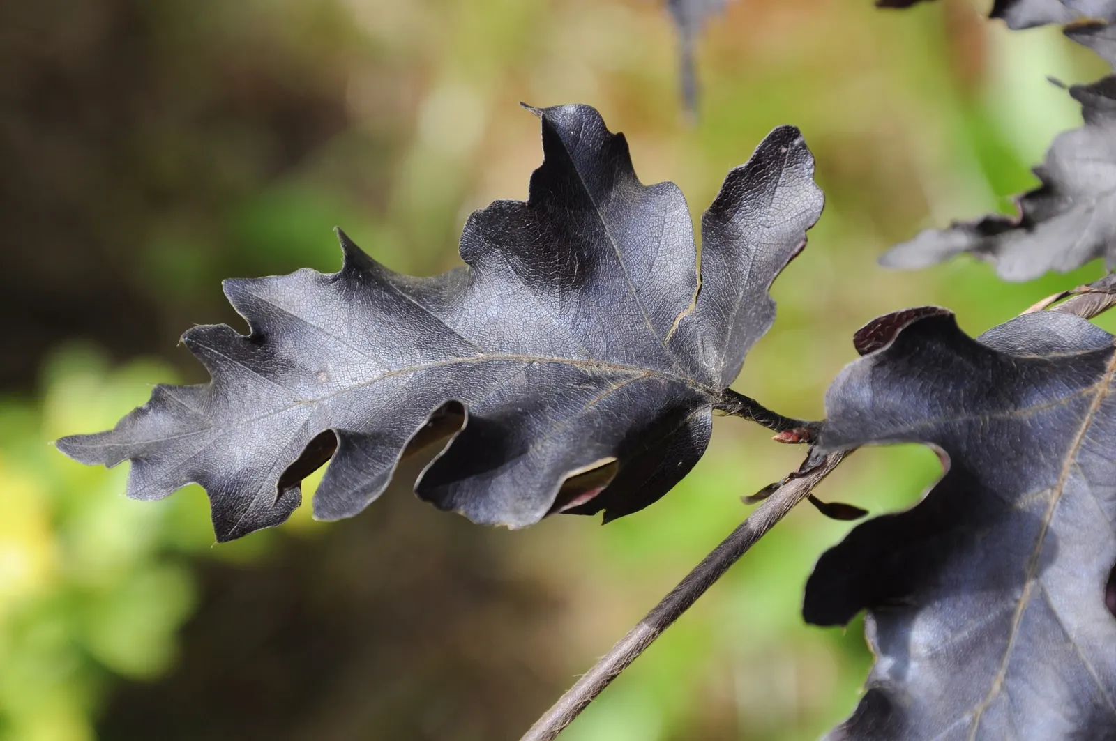 Weeping Purple Beech (Fagus Sylvatica 'Rohan Weeping') — with a spread of a similar size when mature