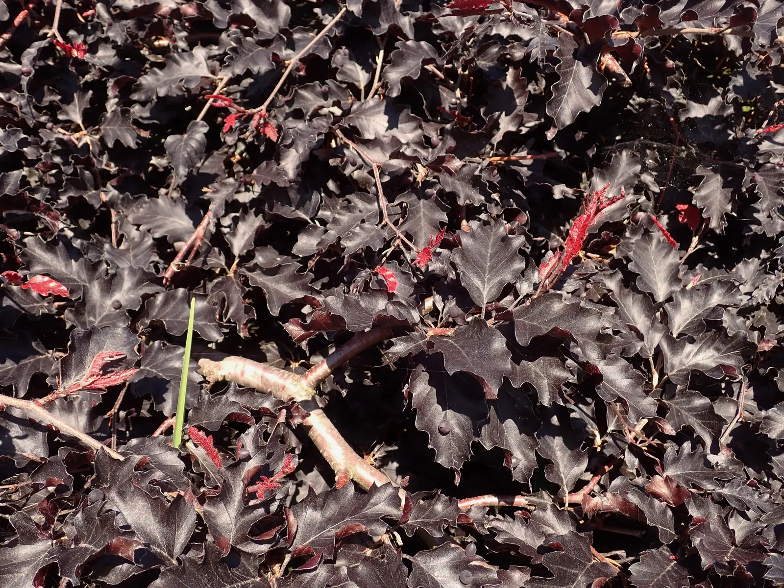 Weeping Purple Beech (Fagus Sylvatica 'Rohan Weeping') — the Weeping Purple Beech can reach a height of about 20 to 30 feet